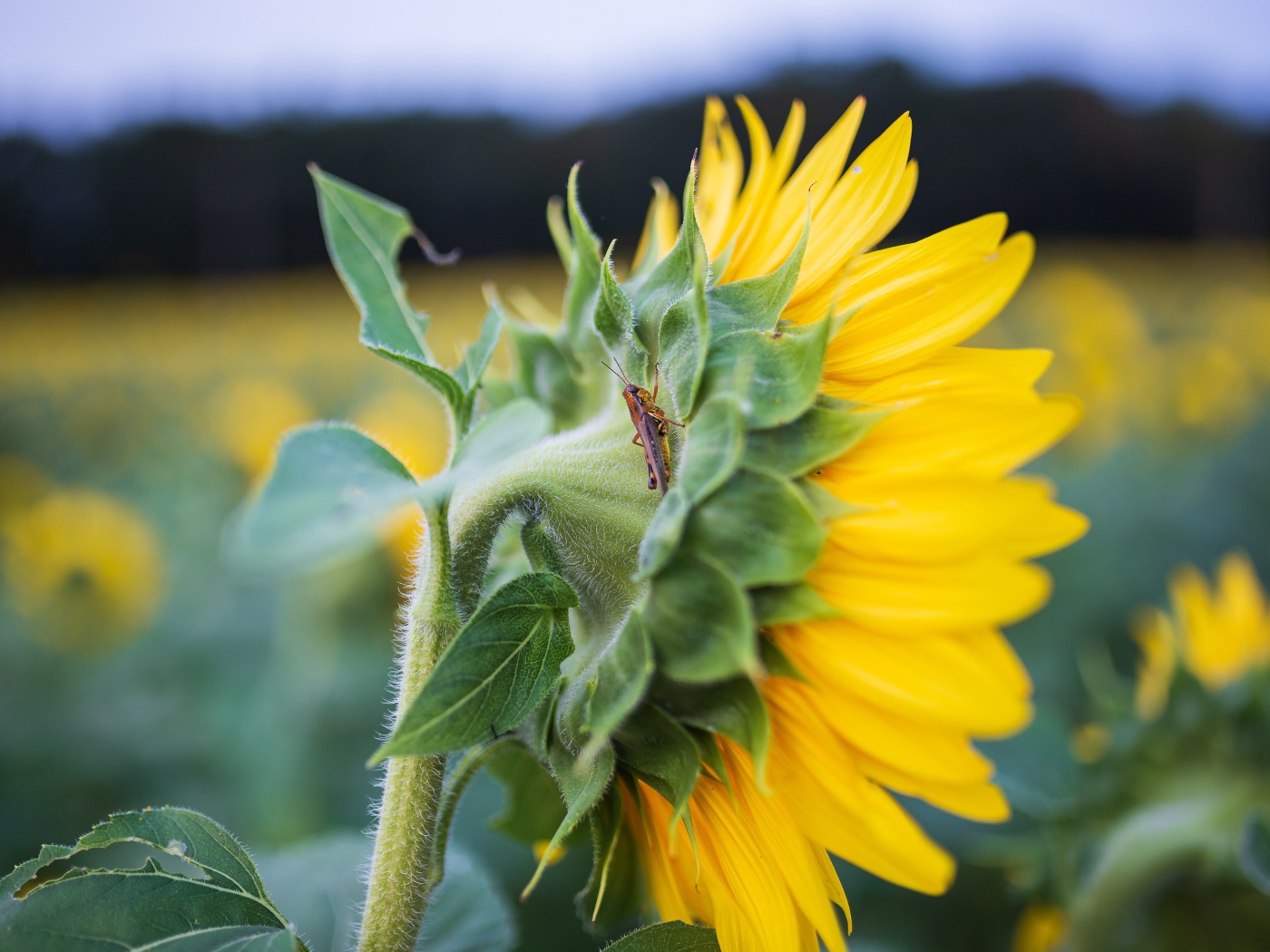 Маленький кузнечик на желтом цветке подсолнуха