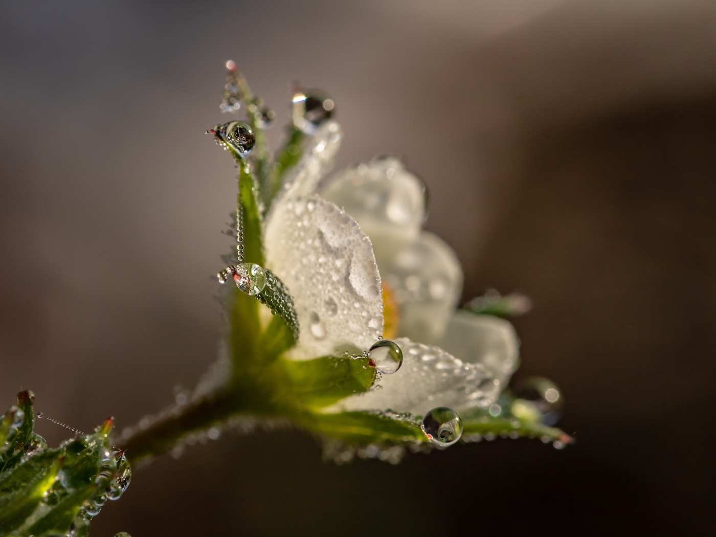 Маленький белый цветок в каплях роса крупным планом