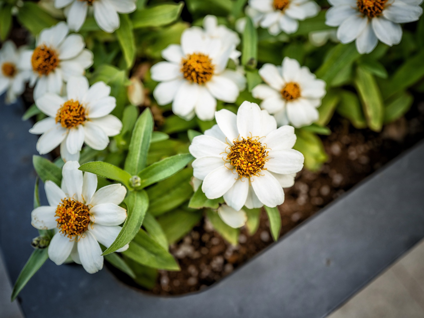 Маленькие белые цветы в кашпо на окне