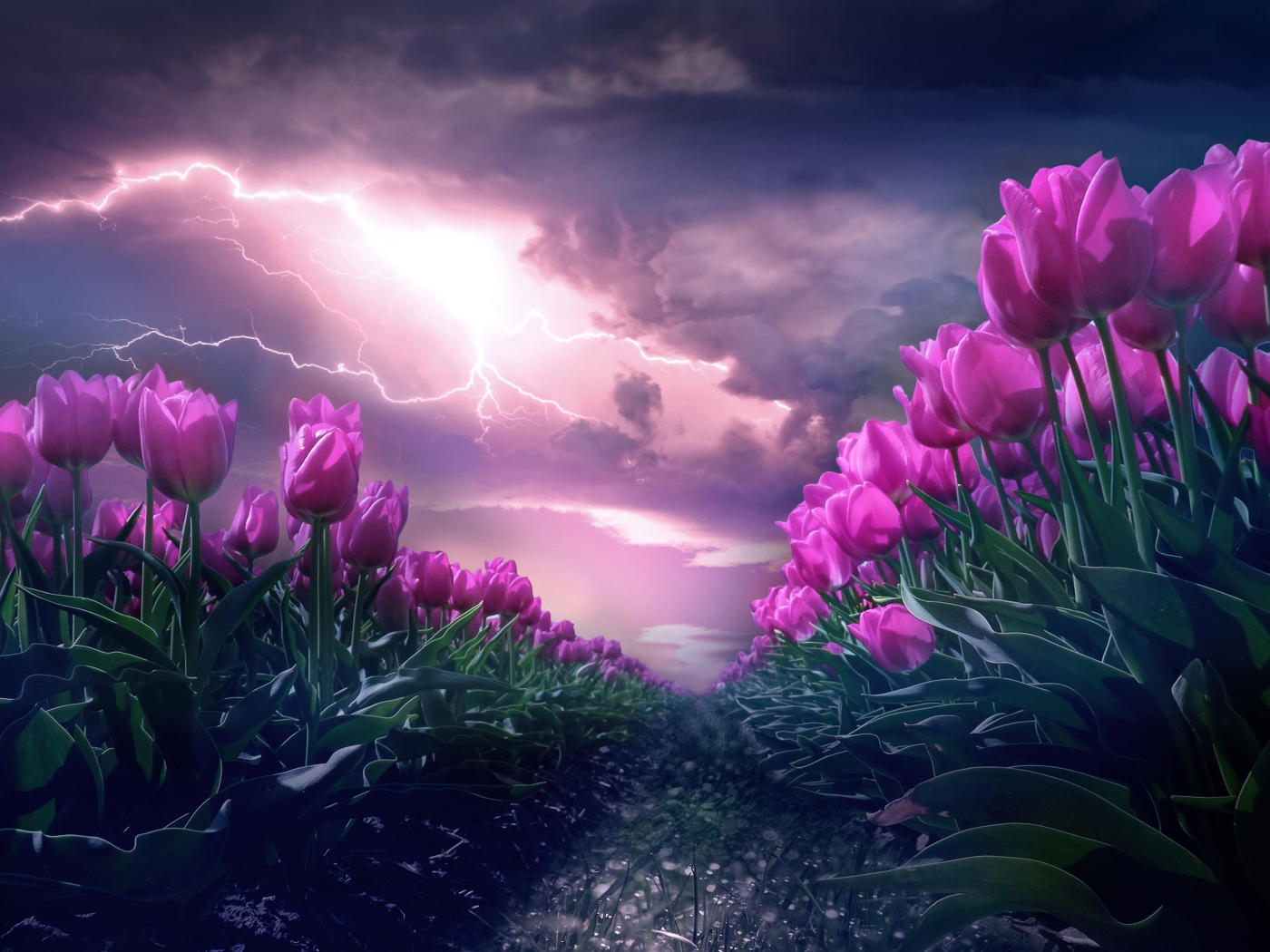 Грозовое небо с молнией над полем с тюльпанами