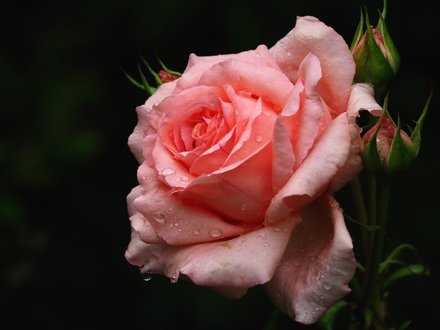 Нежная розовая роза с бутонами в каплях воды крупным планом