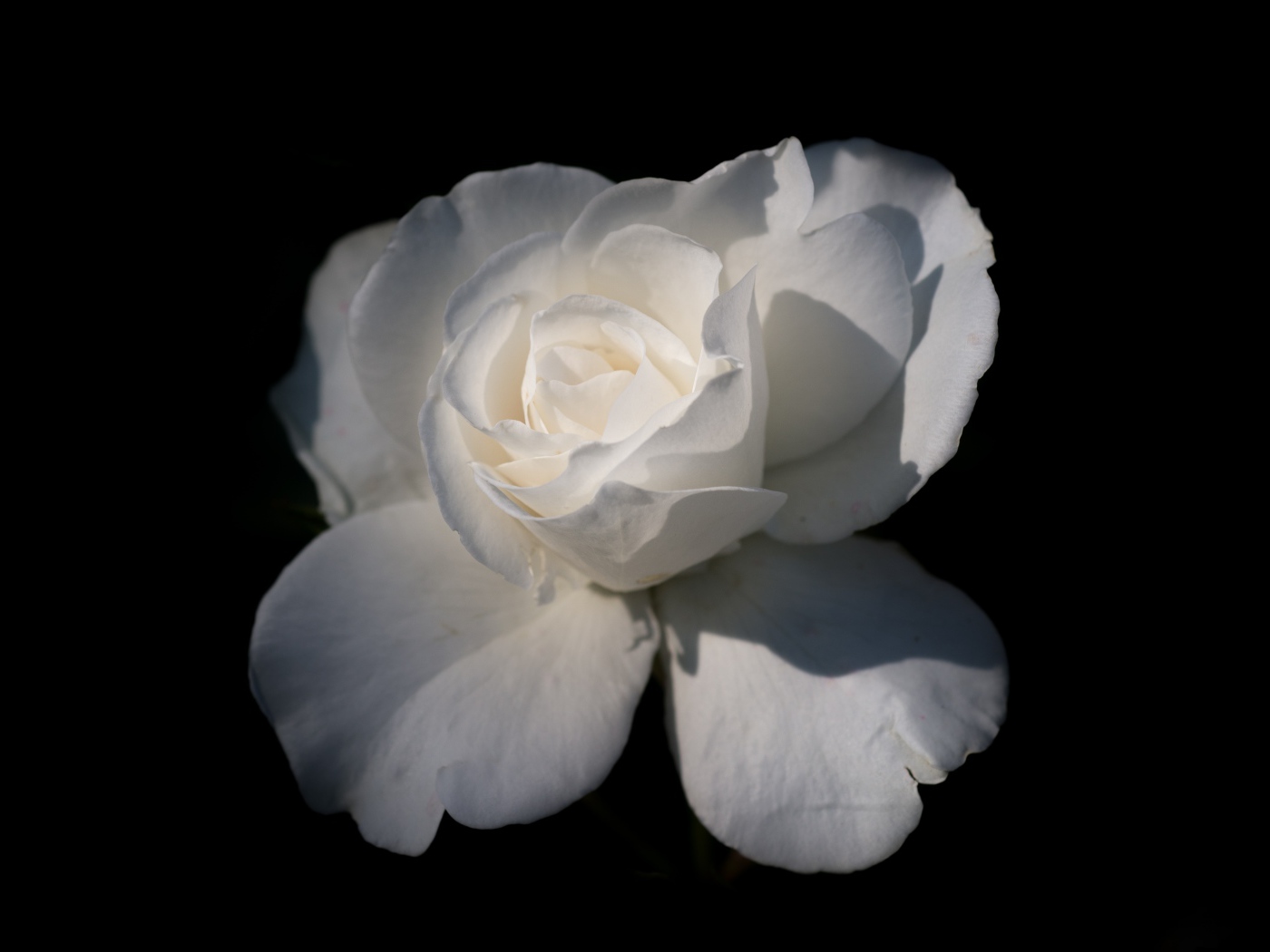 Нежная белая роза на черном фоне крупным планом