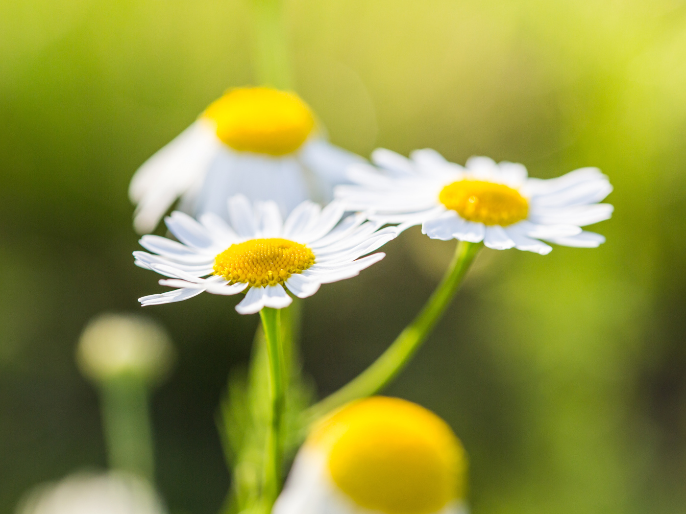 Три маленькие белые ромашки крупным планом
