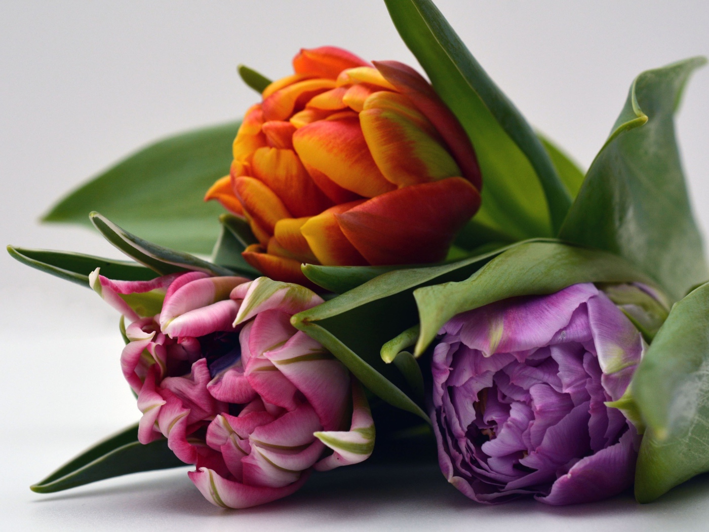 Три разноцветных тюльпана на сером фоне