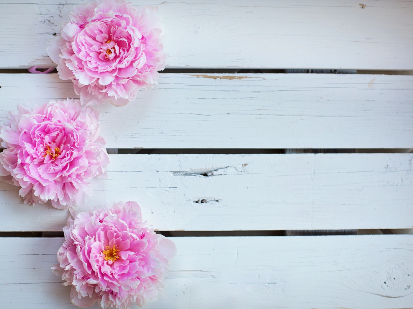 Три розовых пиона на деревянном столе 