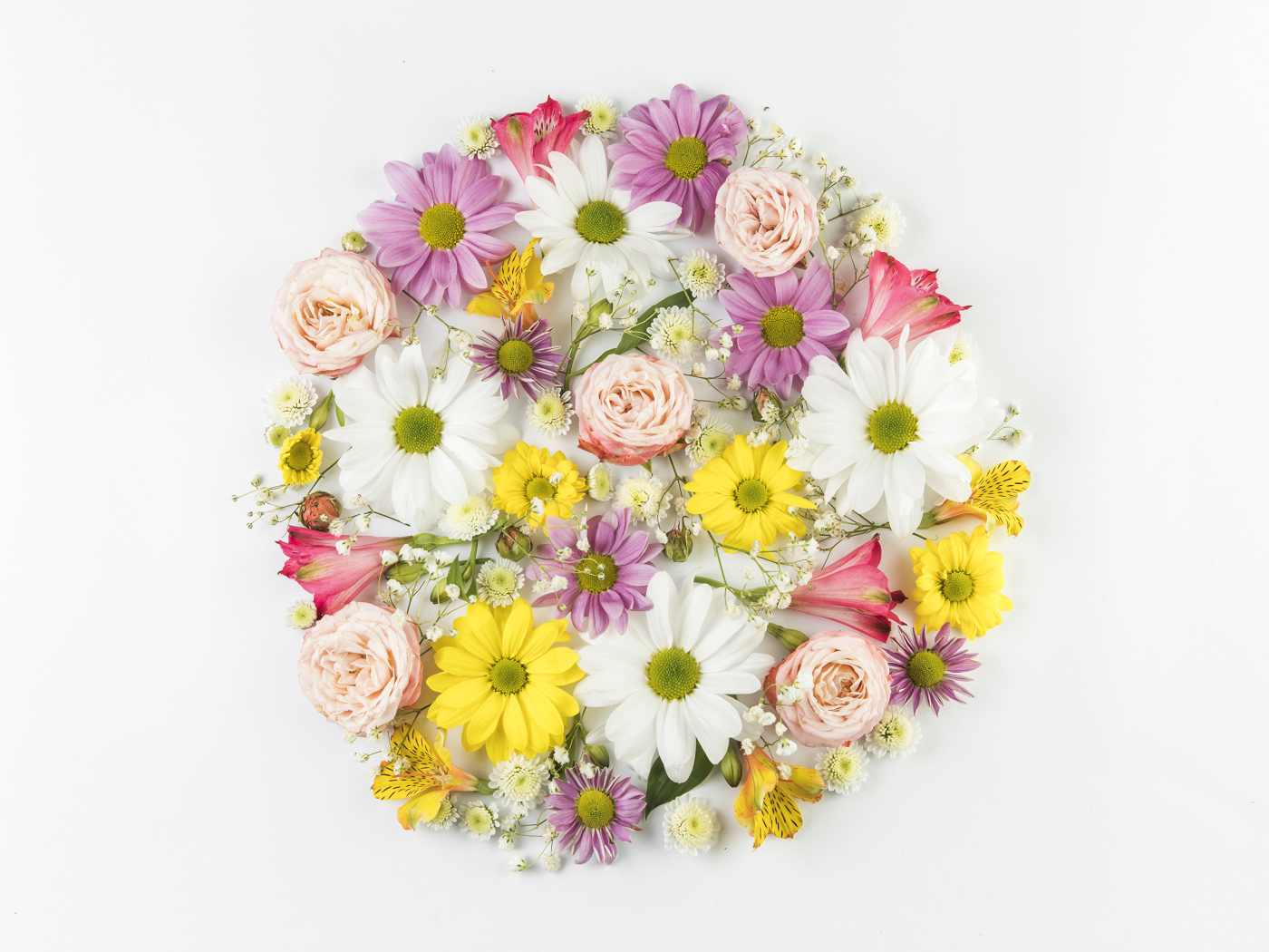 Сорванные цветы на белом фоне