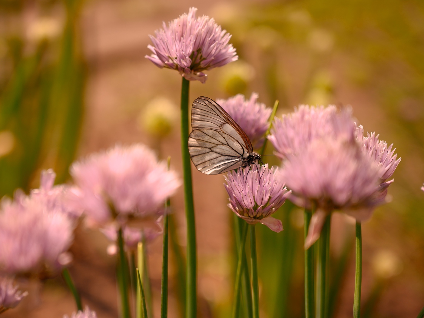 Прозрачная бабочка сидит на розовом цветке 