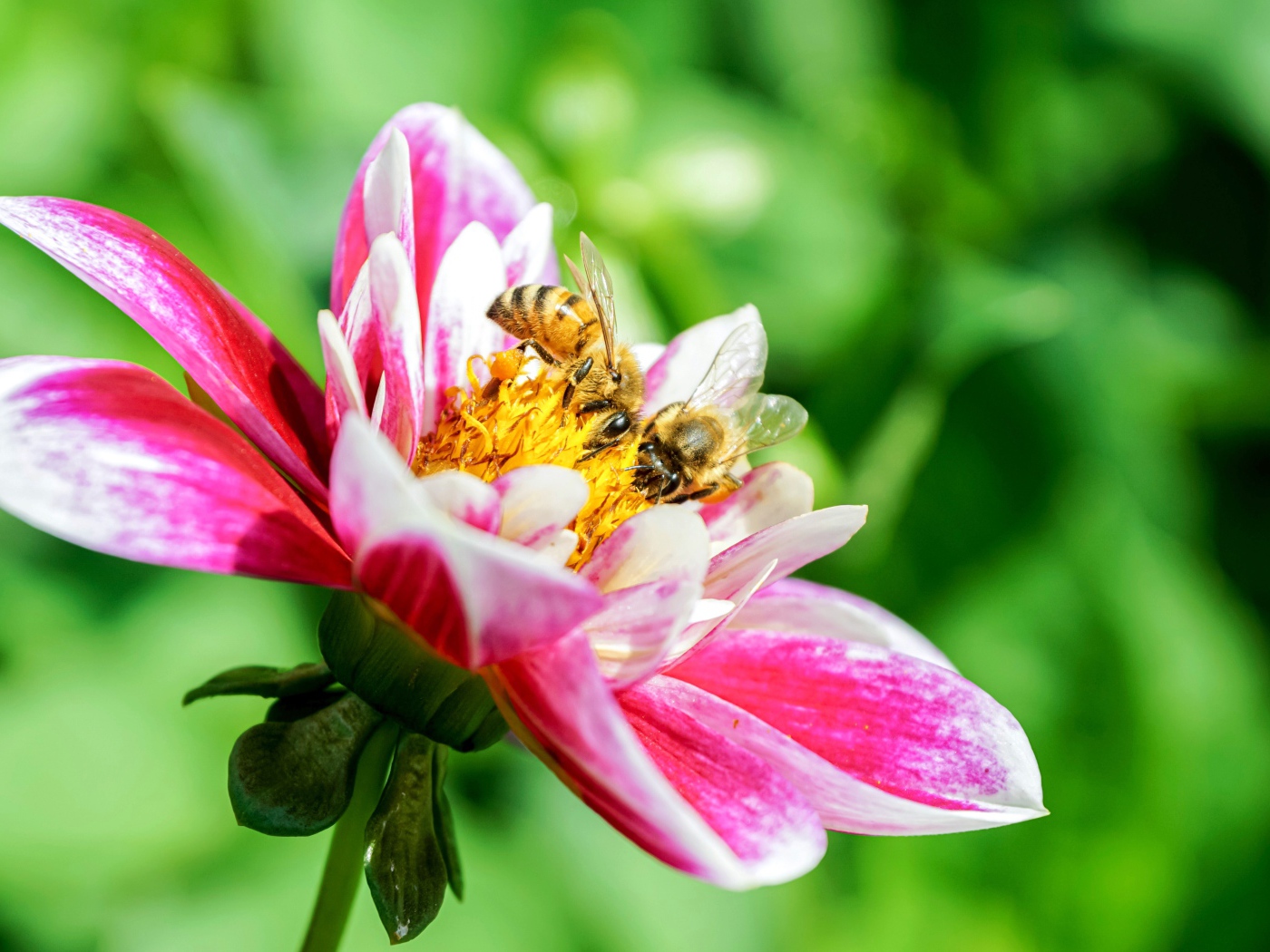 Две пчелы сидят на розовом цветке георгина