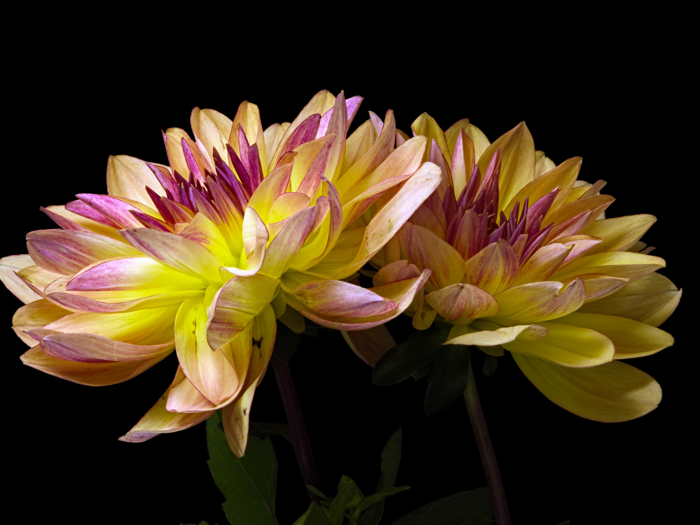 Два цветка георгины на черном фоне крупным планом