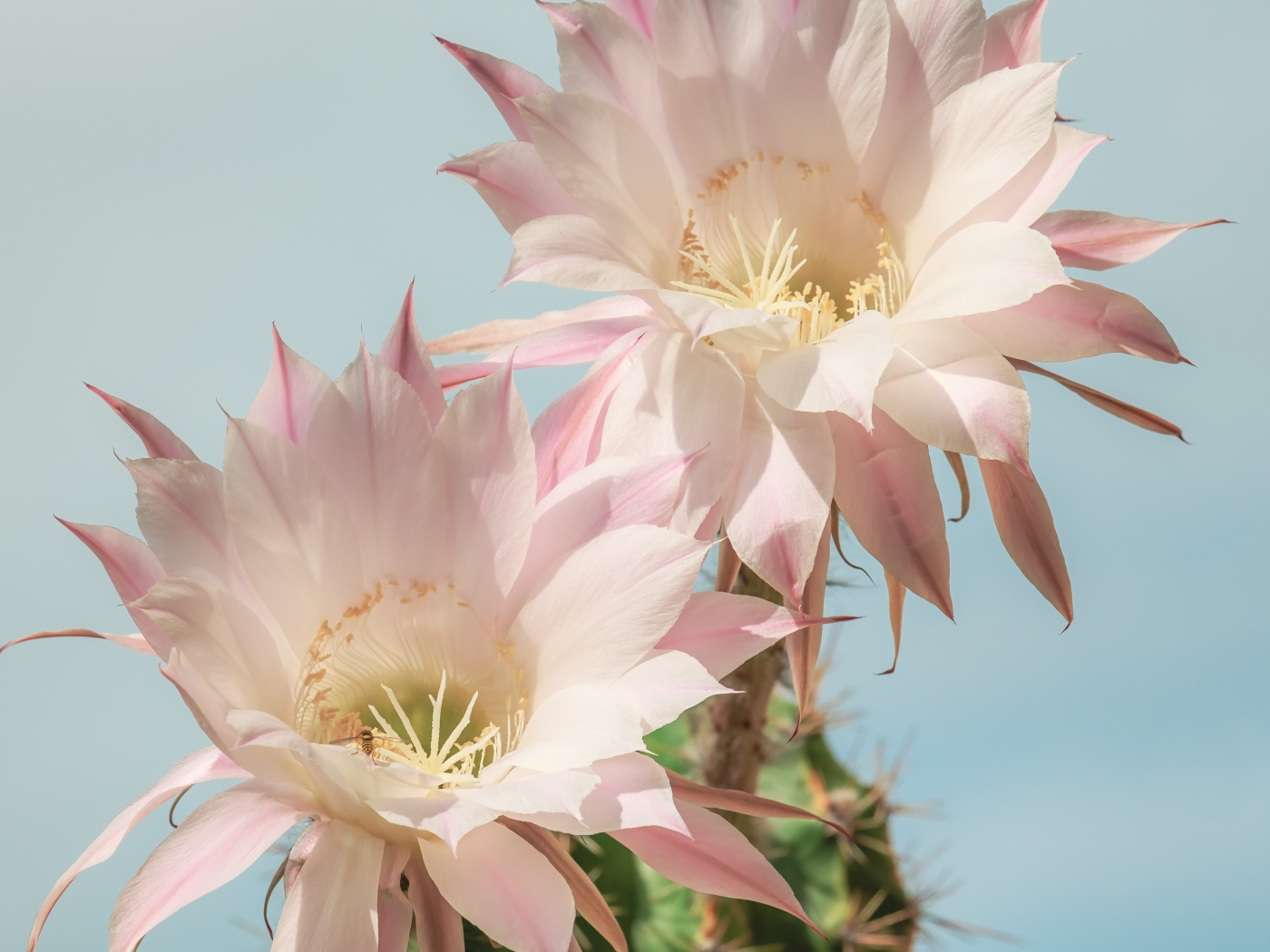 Два нежных розовых цветка кактуса на голубом фоне