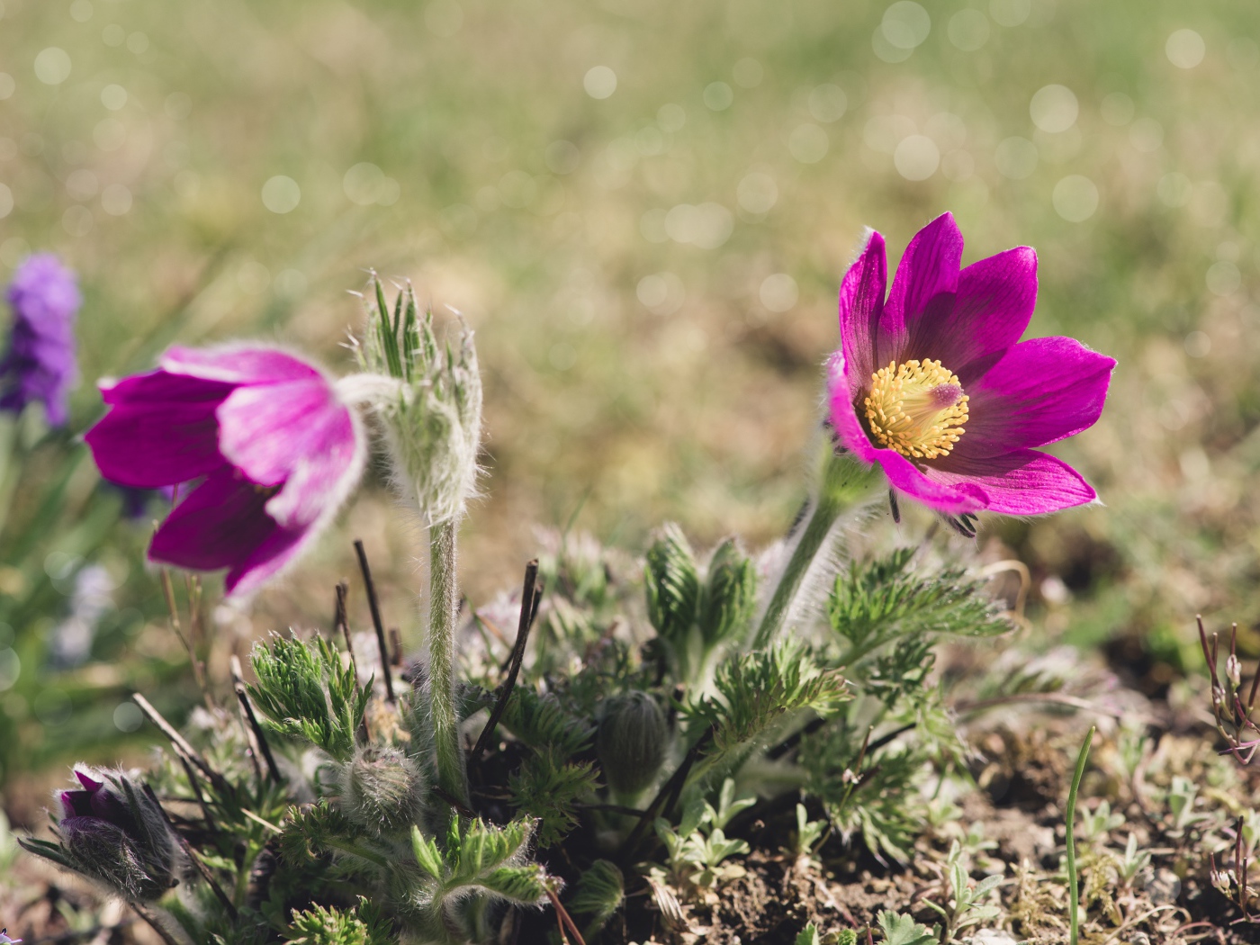 Два фиолетовых цветка прострела в лучах солнца на поле 