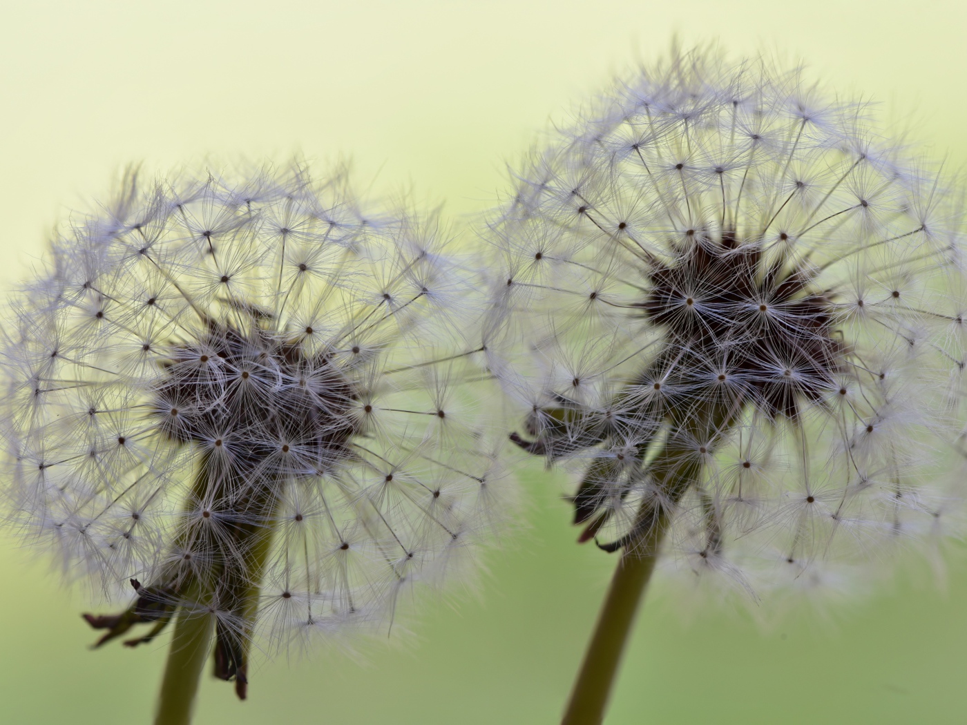 Два белых цветка одуванчика крупным планом