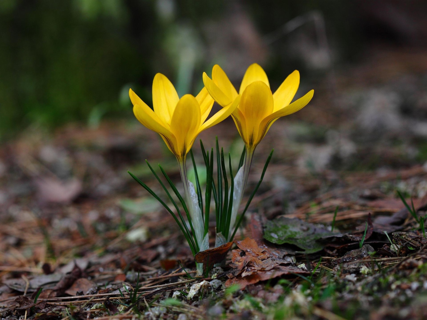 Два желтых цветка крокуса на холодной земле 