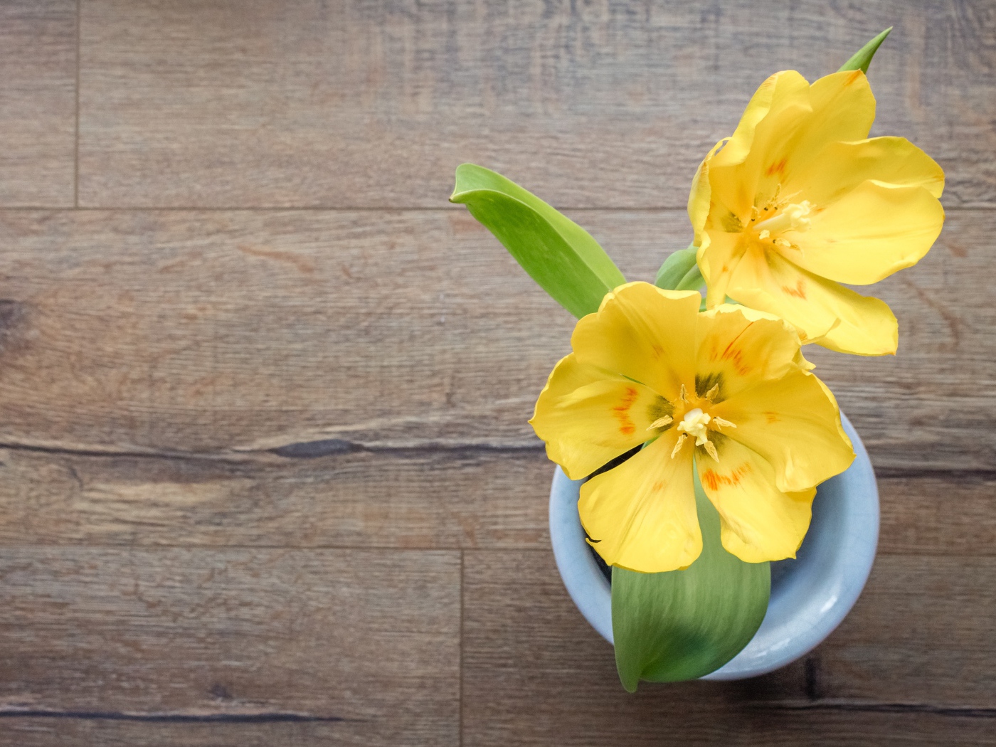 Два желтых тюльпана в вазе на деревянном столе 