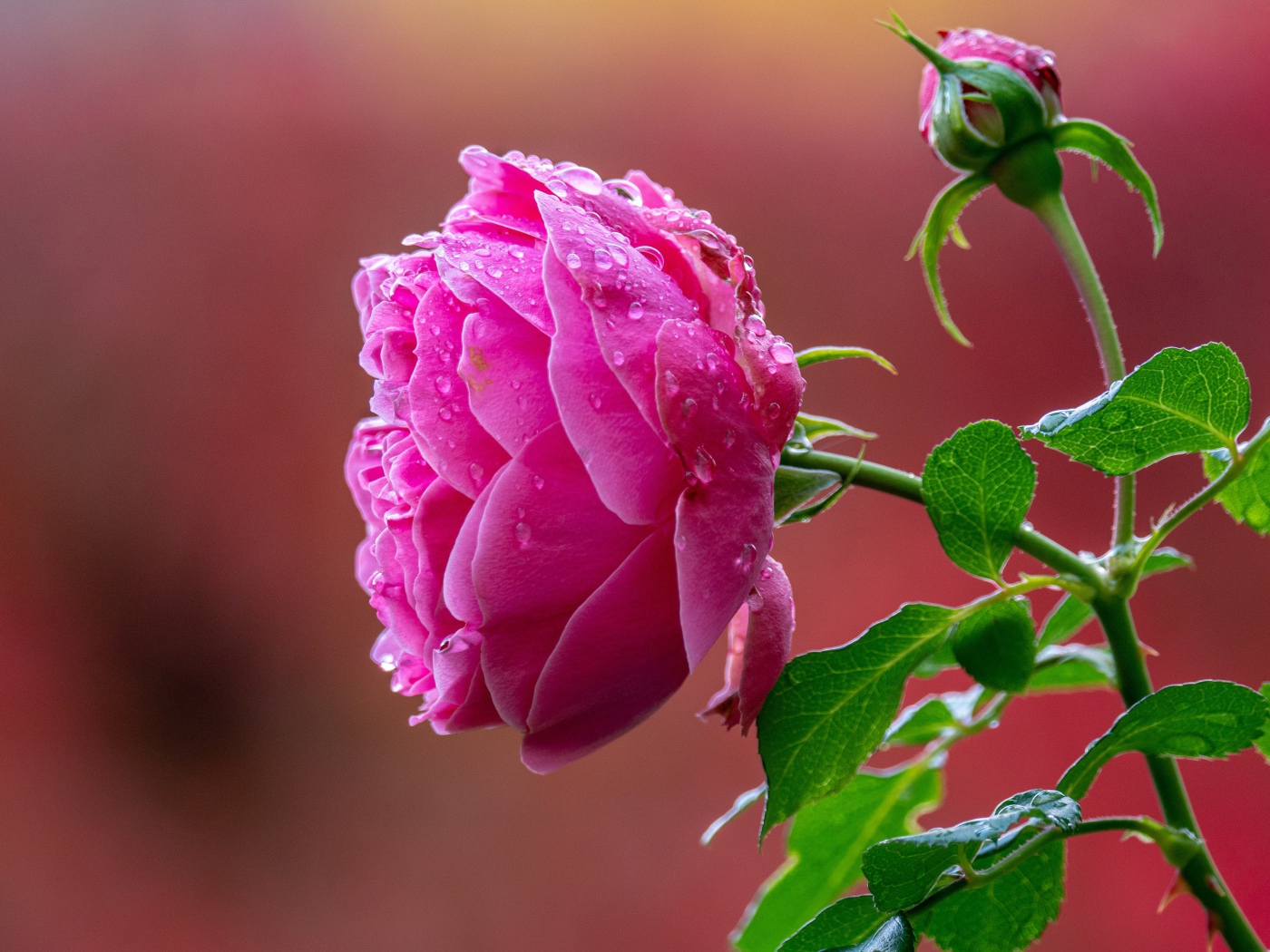 Мокрая розовая роза с бутоном крупным планом 