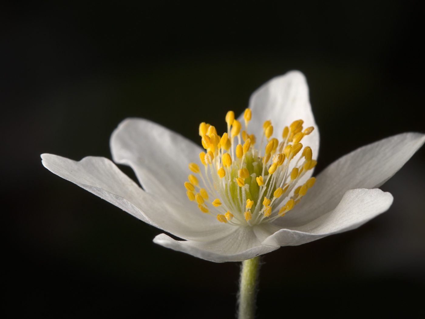 Белый цветок анемона на черном фоне 