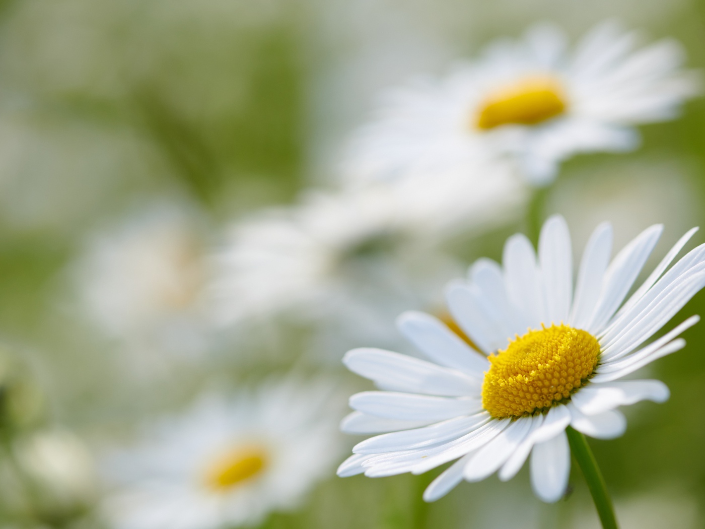 Белая ромашка на поле крупным планом