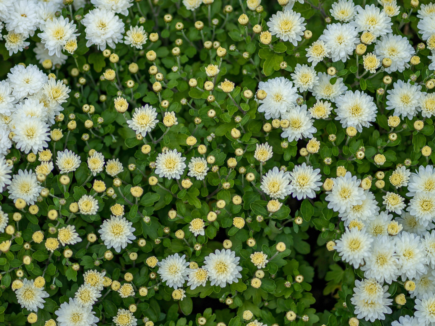 Белые хризантемы с бутонами на клумбе