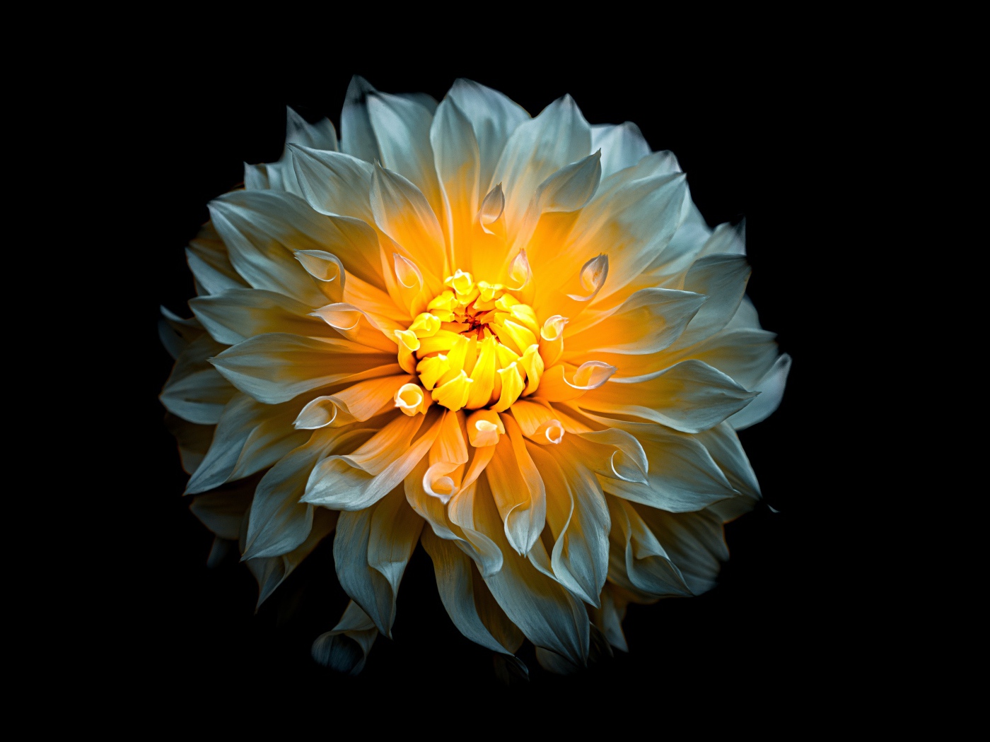 Белый цветок георгины с желтой серединкой на черном фоне