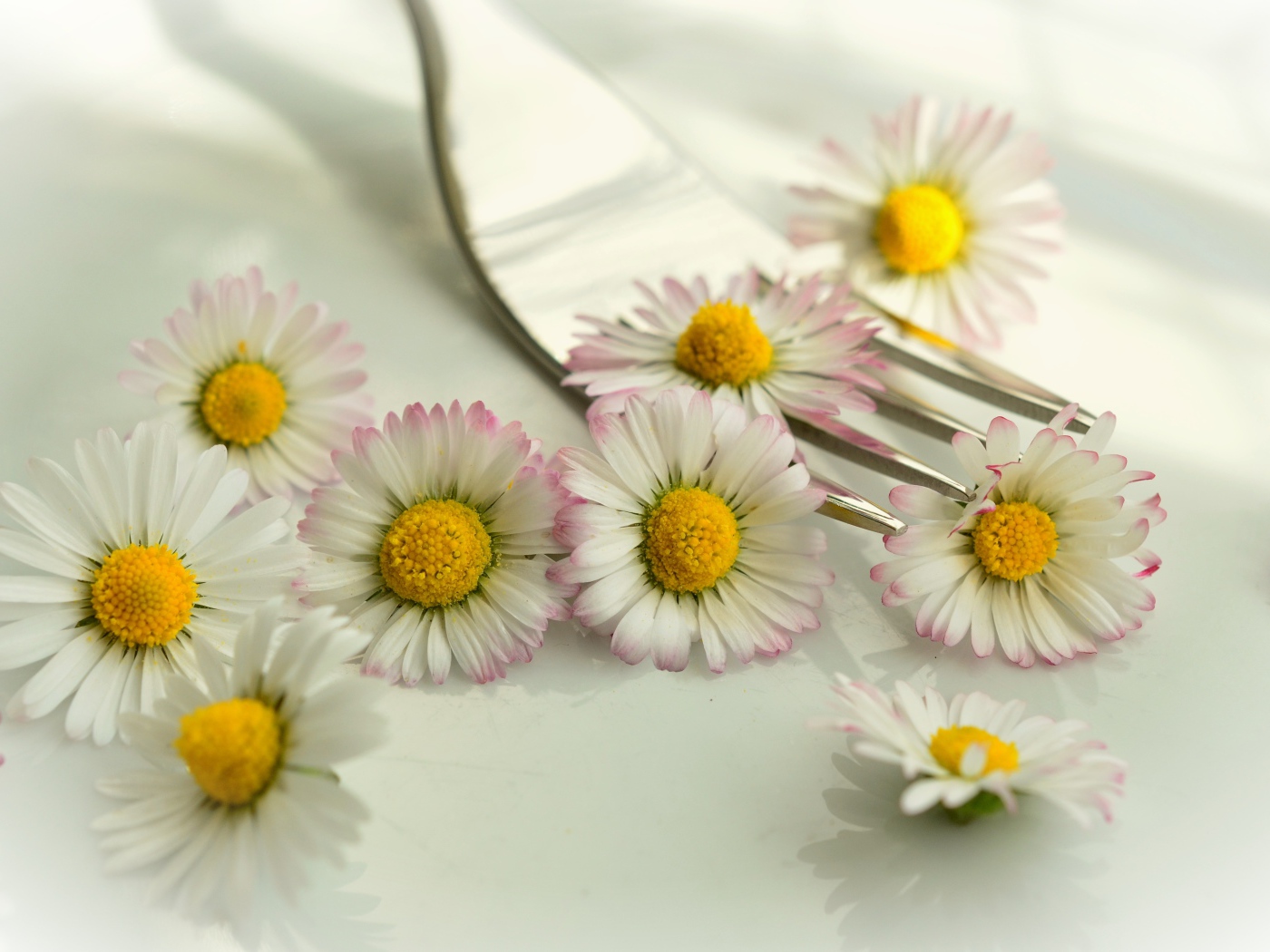 Белые маргаритки с желтыми серединками на столе с вилкой