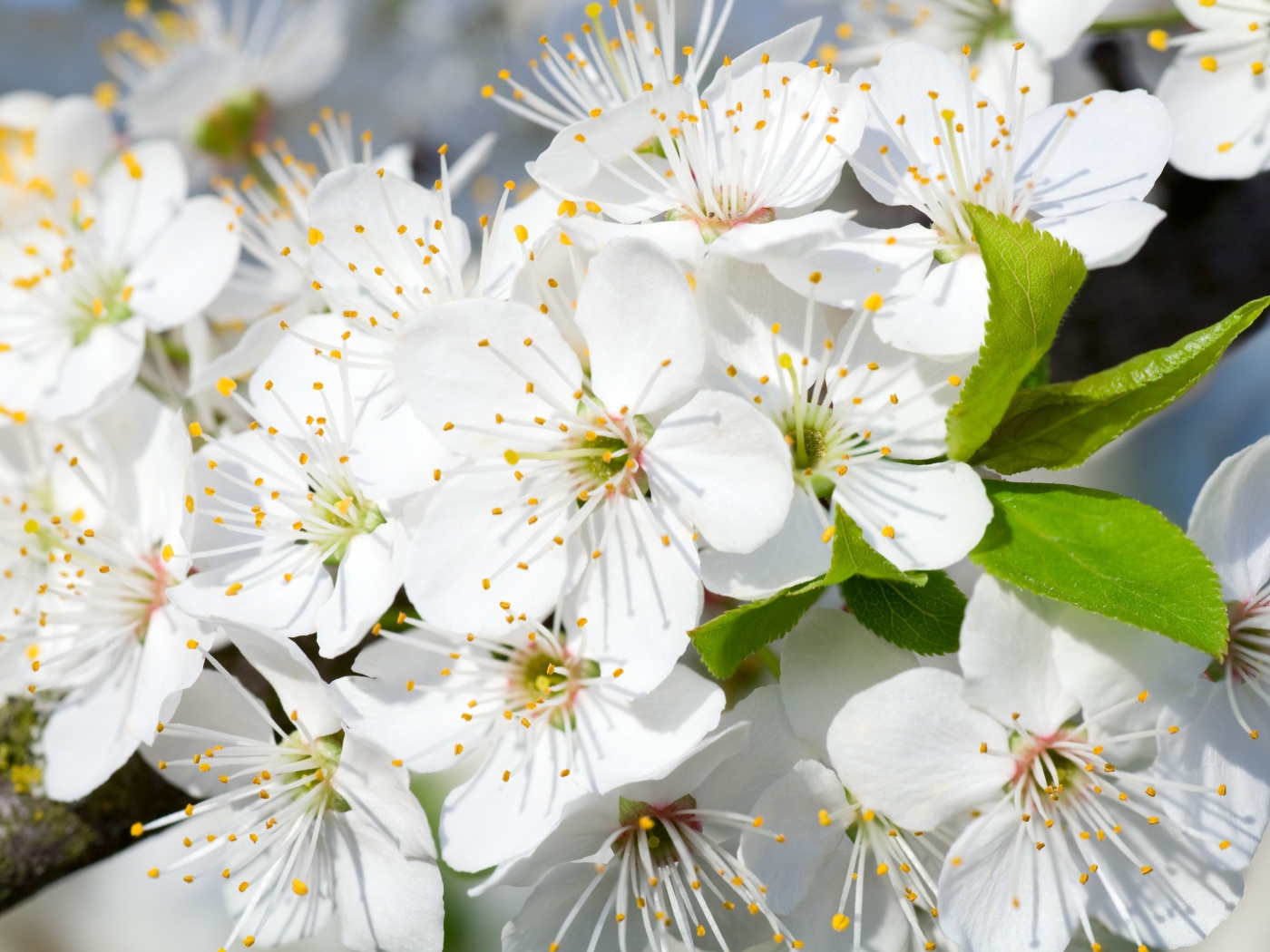 Белые нежные цветы черешни на дереве