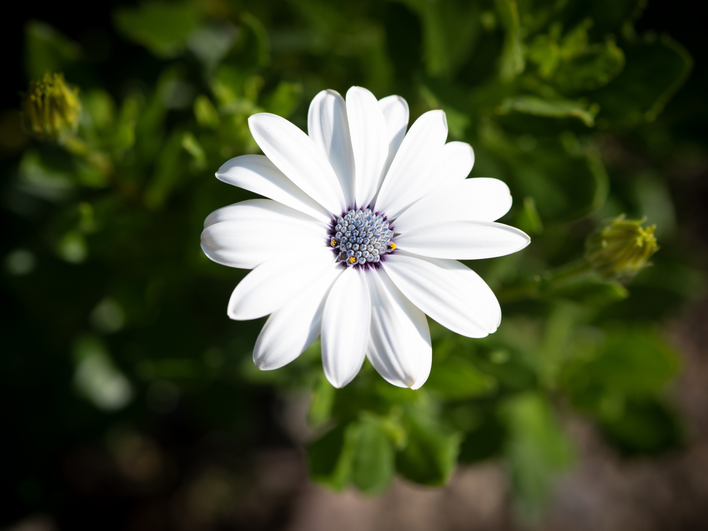 Белый цветок остеоспермум в лучах солнца 