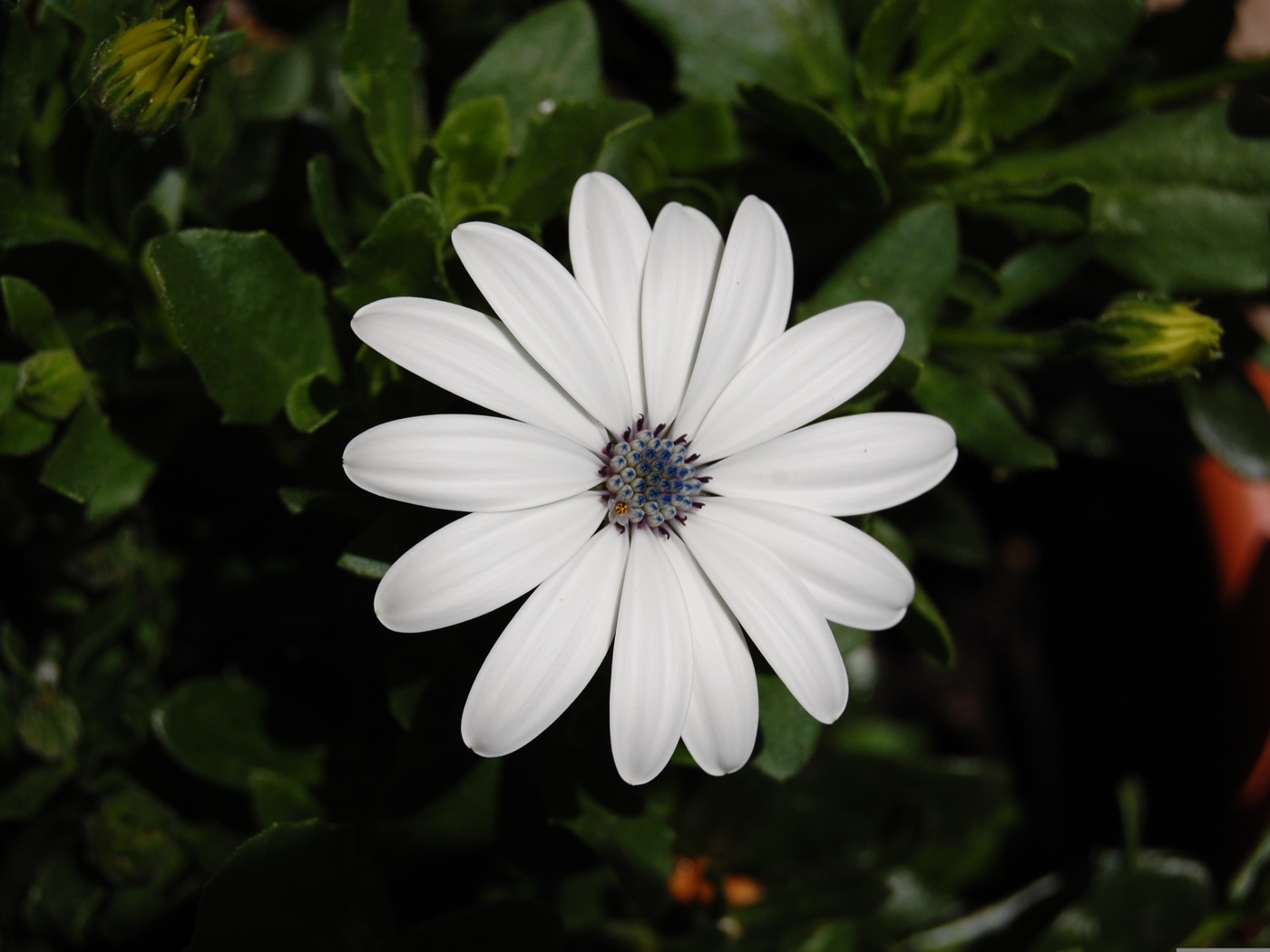 Белый цветок остеоспермум с бутонами 