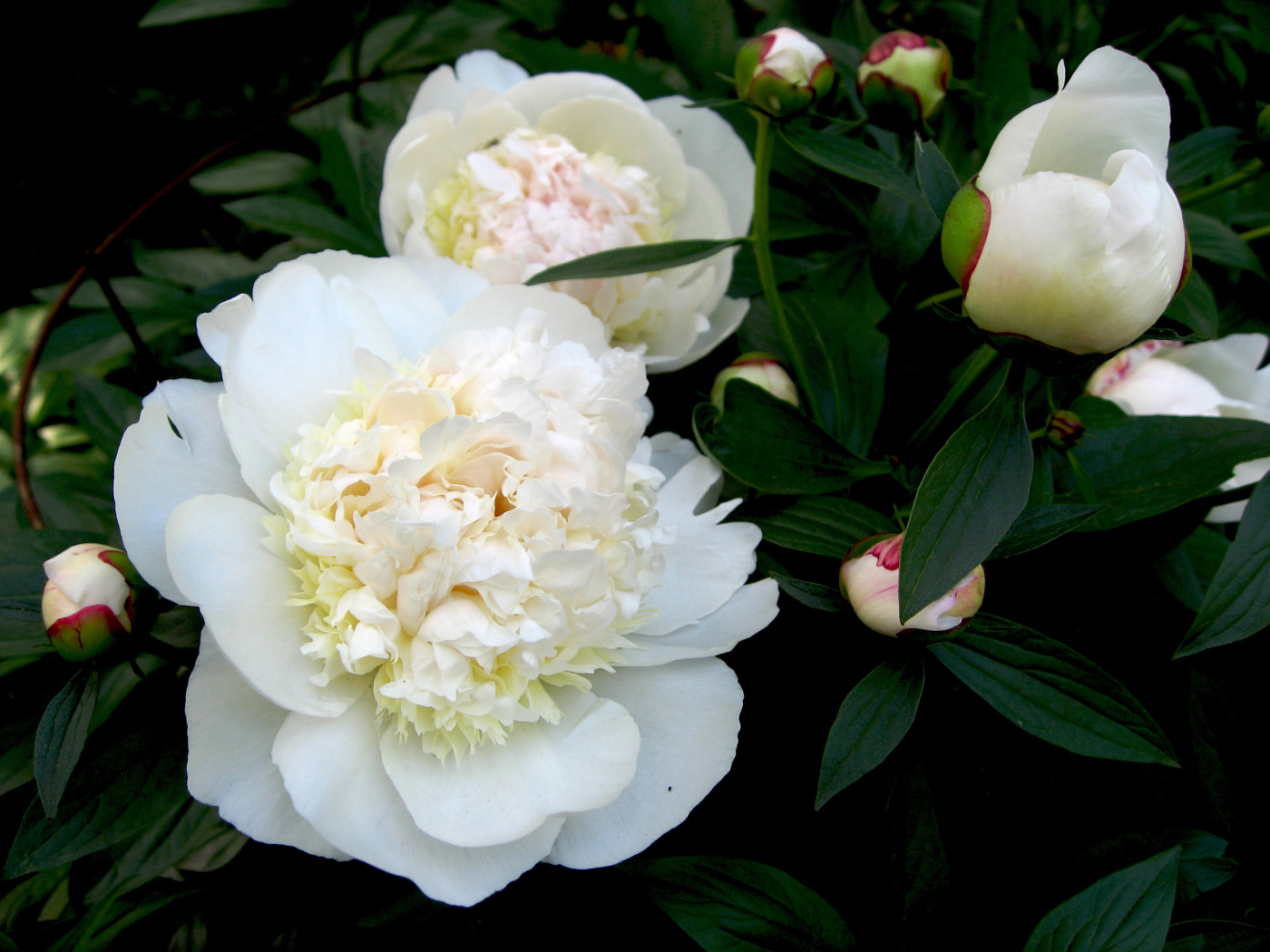 White peony flowers with buds in green leaves