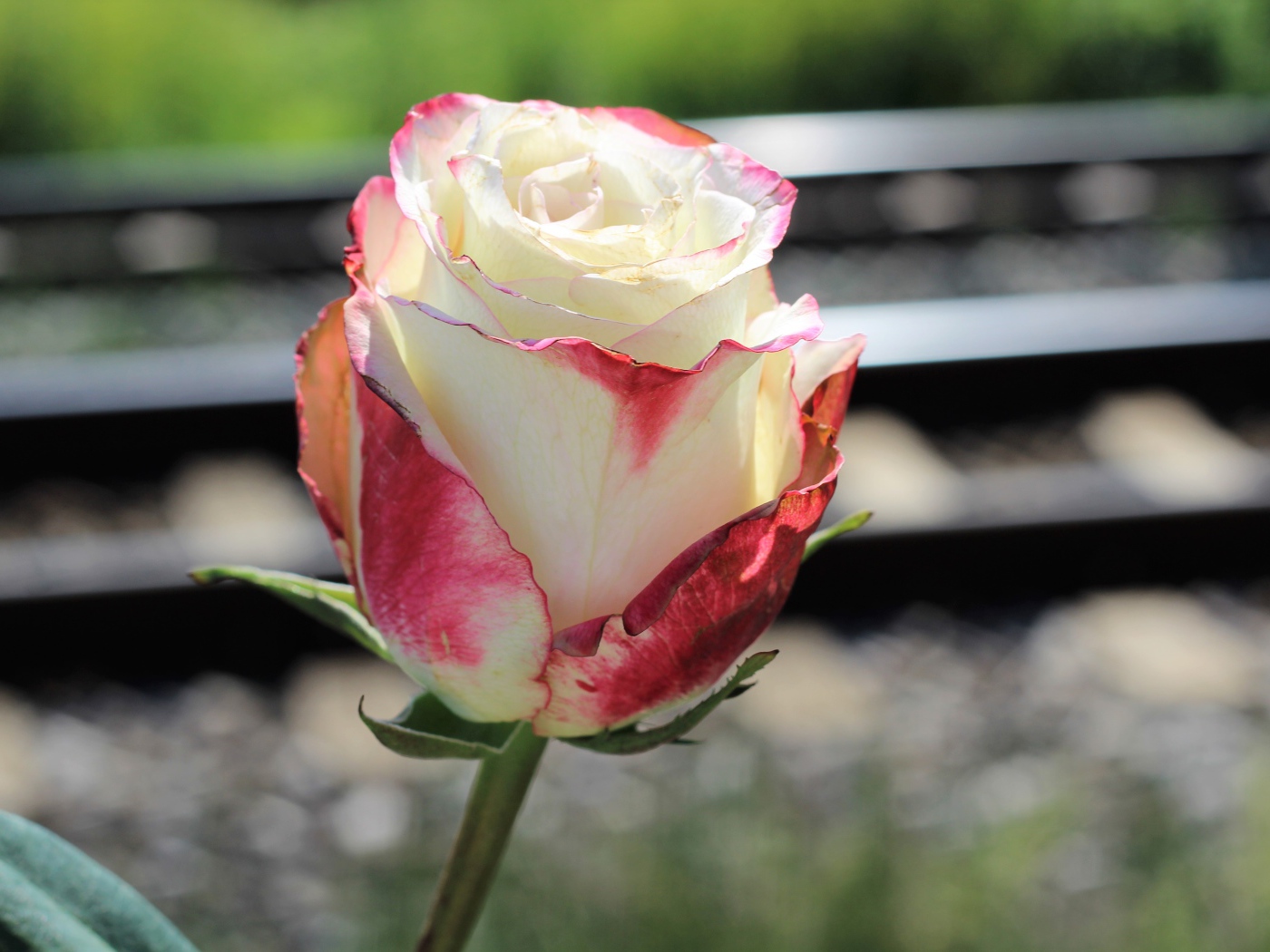 Белая роза с розовыми лепестками крупным планом