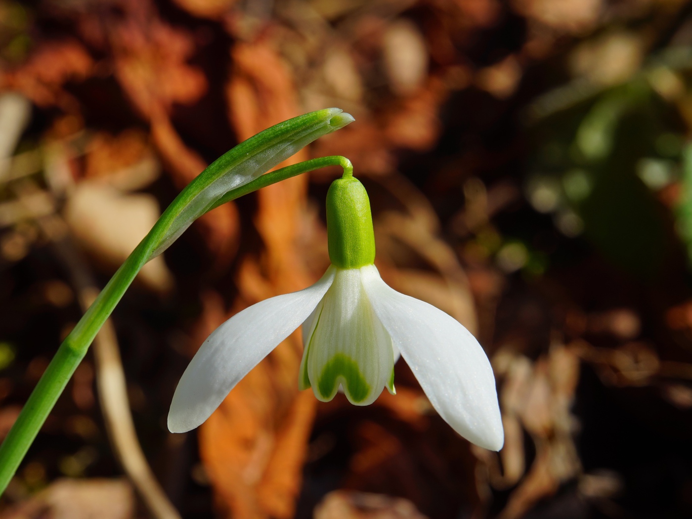 Белый цветок подснежника крупным планом 
