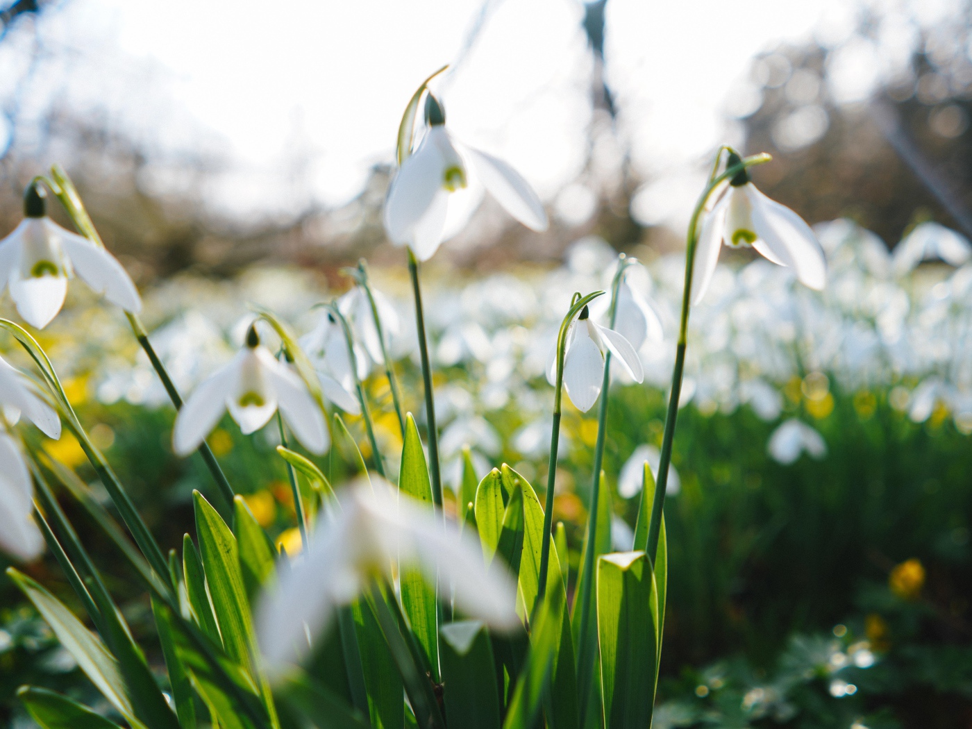 Белые цветы подснежника на поле 