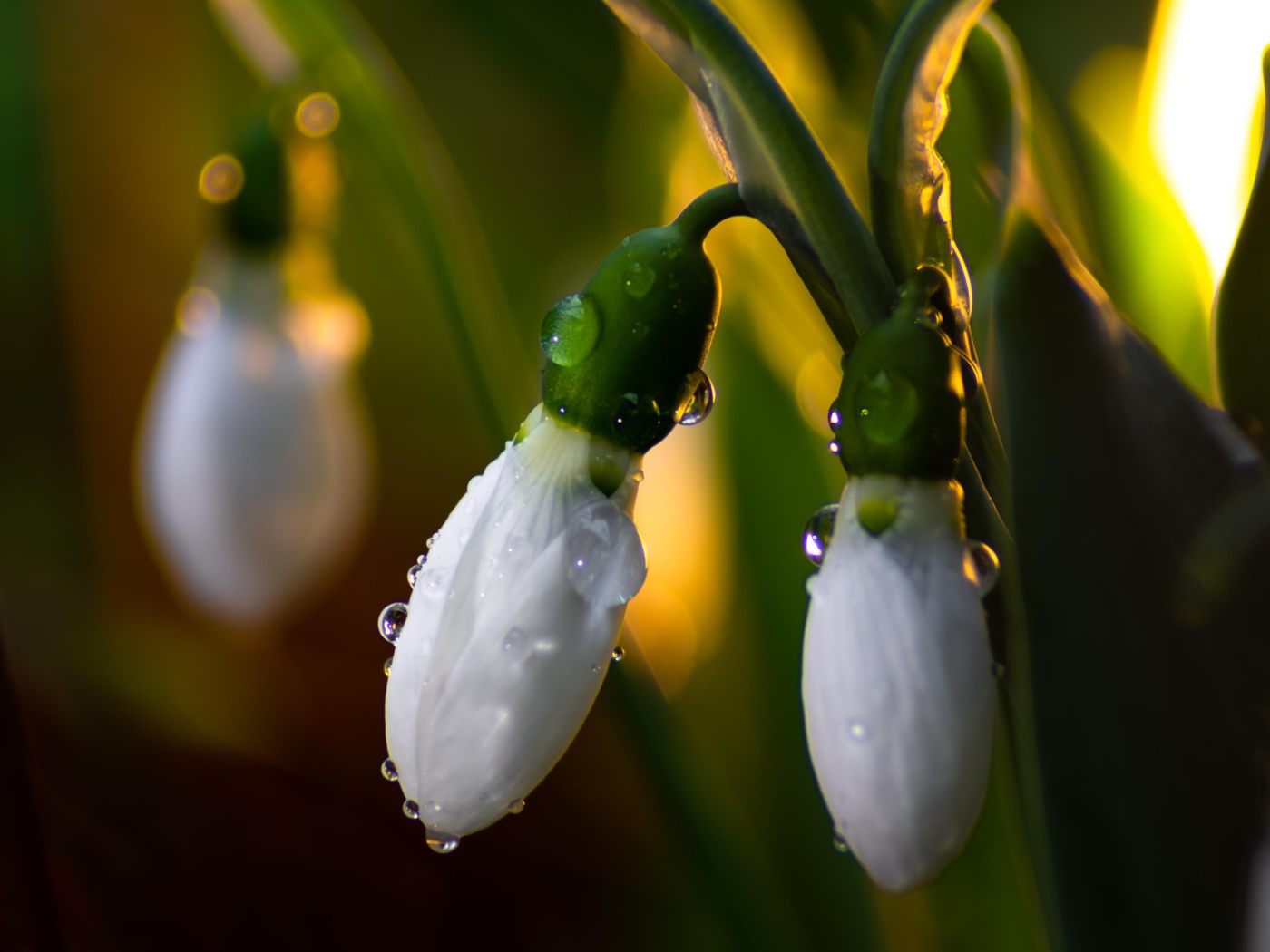 Белые подснежники в каплях росы крупным планом