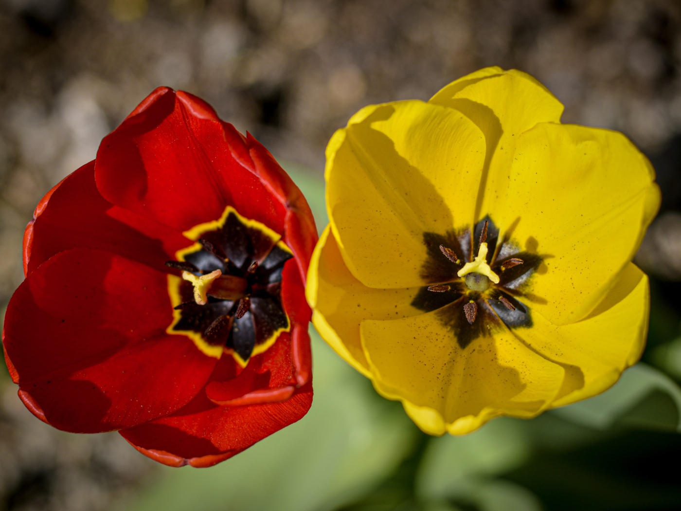 Желтый и красный тюльпаны в лучах солнца 
