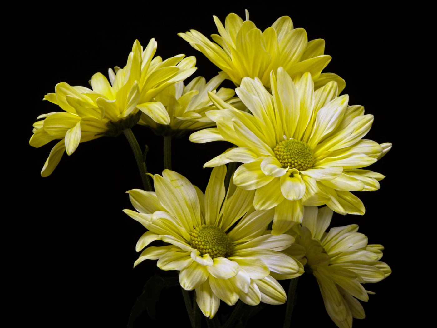 Желтые ромашковидные хризантемы на черном фоне