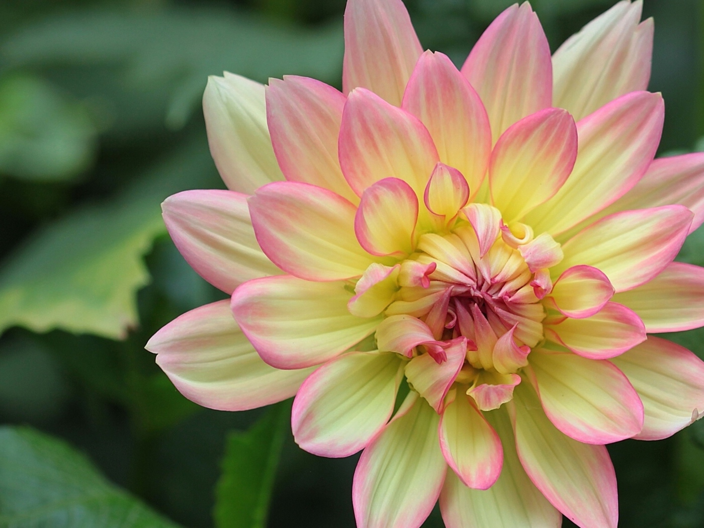 Желтая георгина с розовыми лепестками 