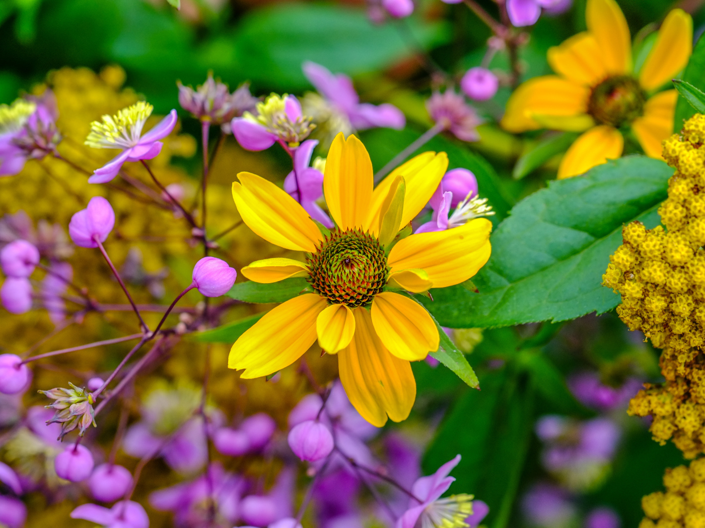Желтый цветок на клумбе с розовыми цветами