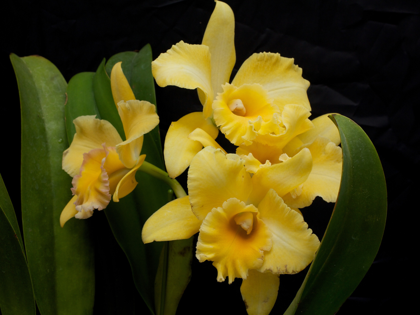 Желтые орхидеи с зелеными листьями на черном фоне
