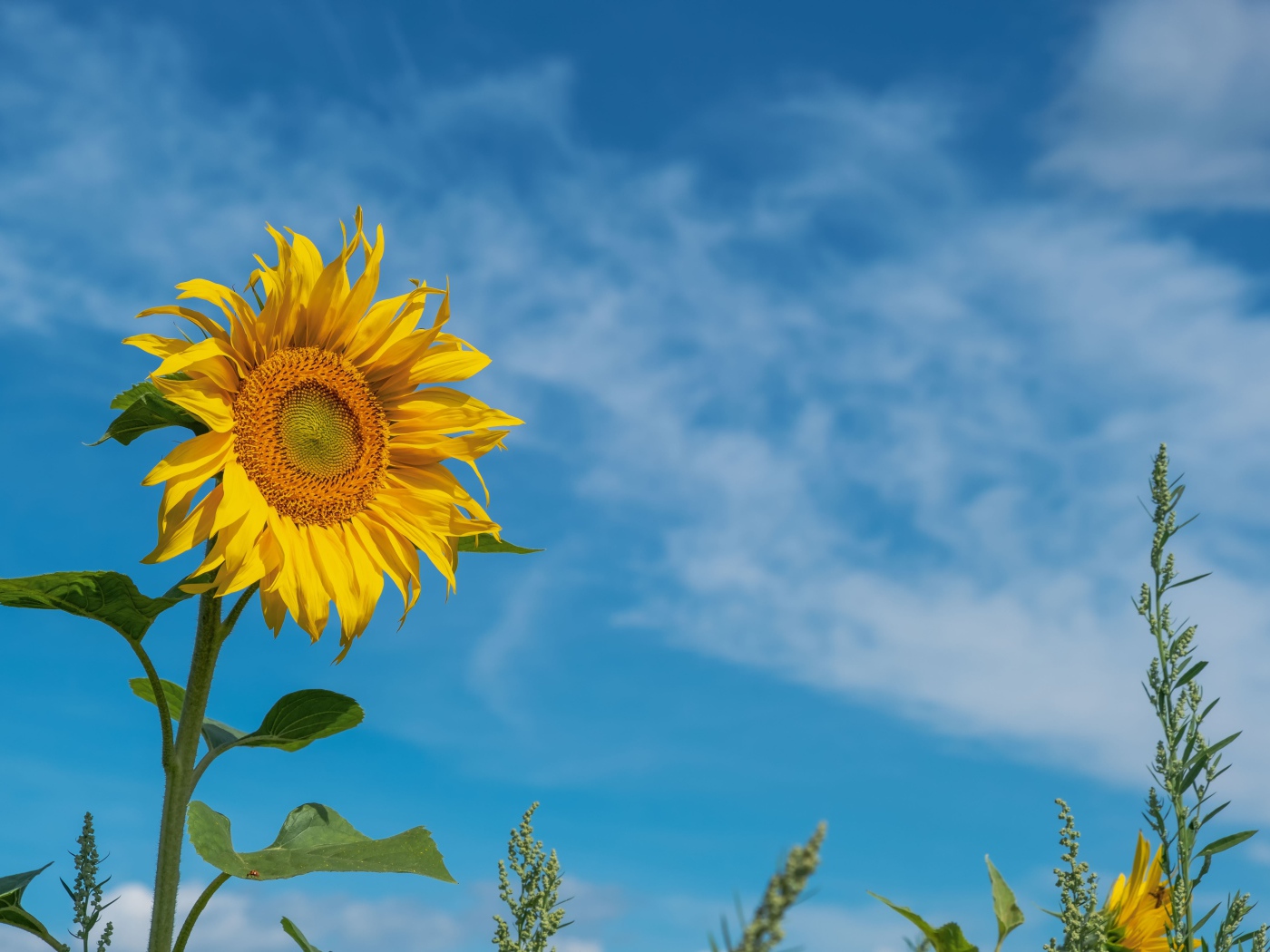 Желтый цветок подсолнуха на фоне голубого неба с белыми облаками
