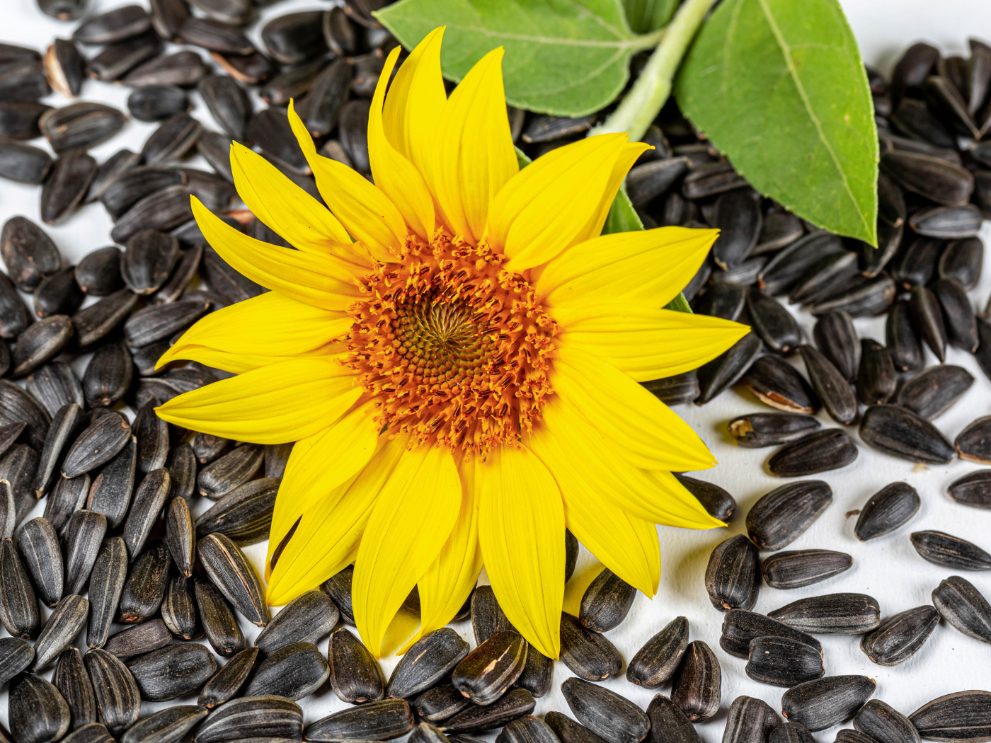 Желтый цветок подсолнуха с семечками