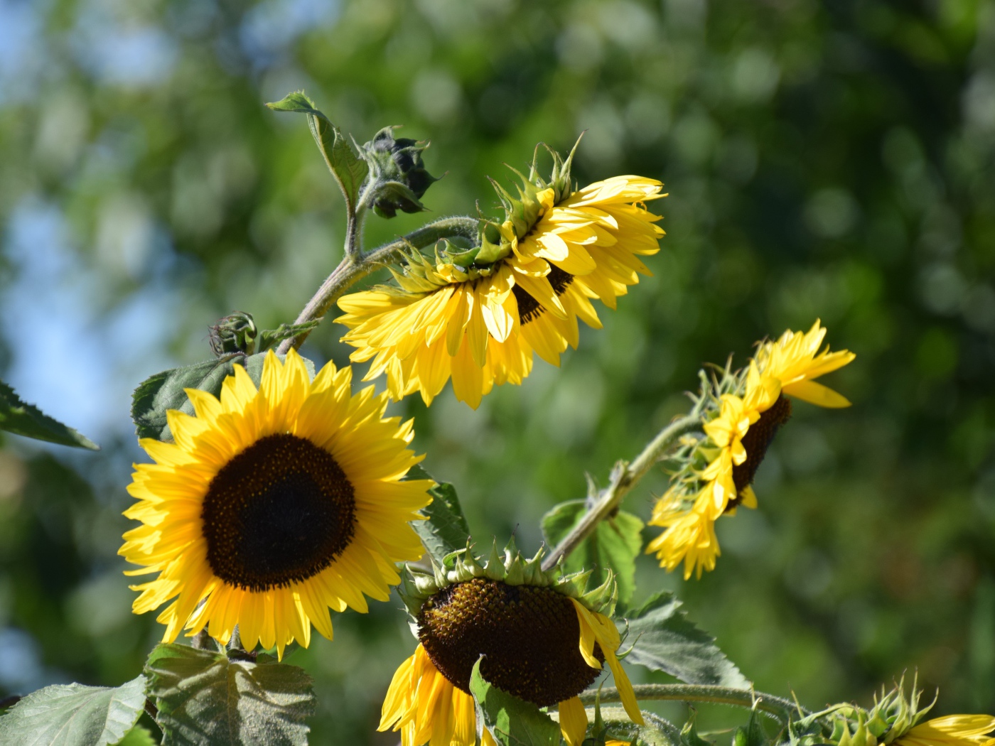 Желтые цветы подсолнуха в лучах солнца 
