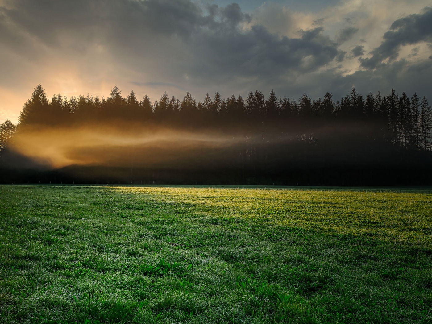 Туман над зеленым лугом у хвойного леса утром