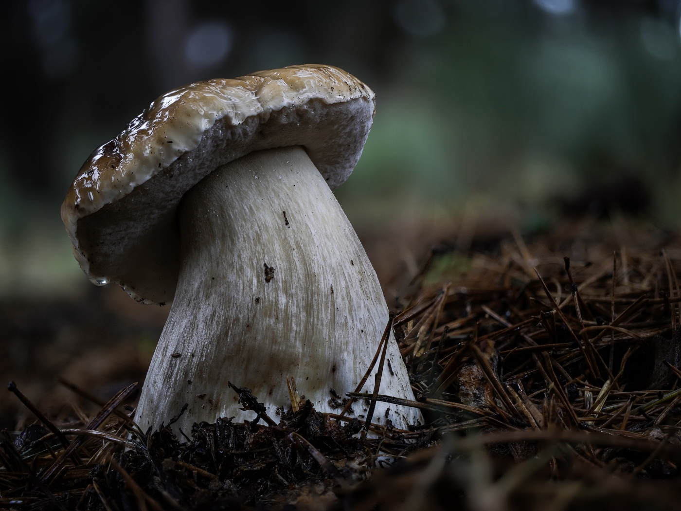 Большой белый гриб на земле в хвойном лесу 