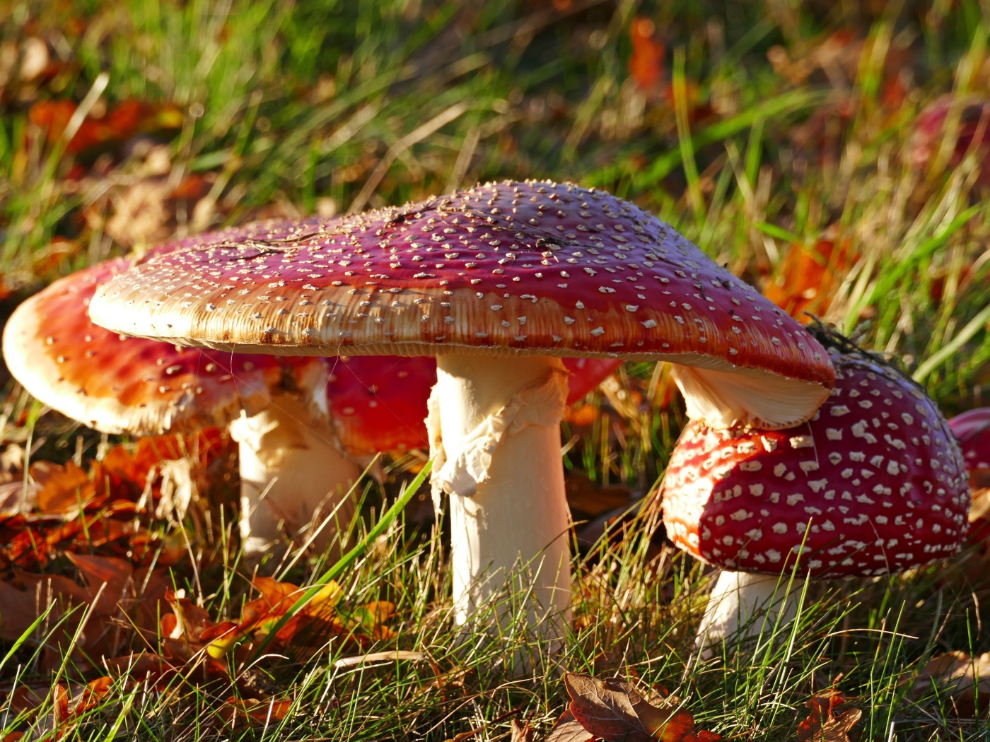 Много красных мухоморов на траве в лучах солнца