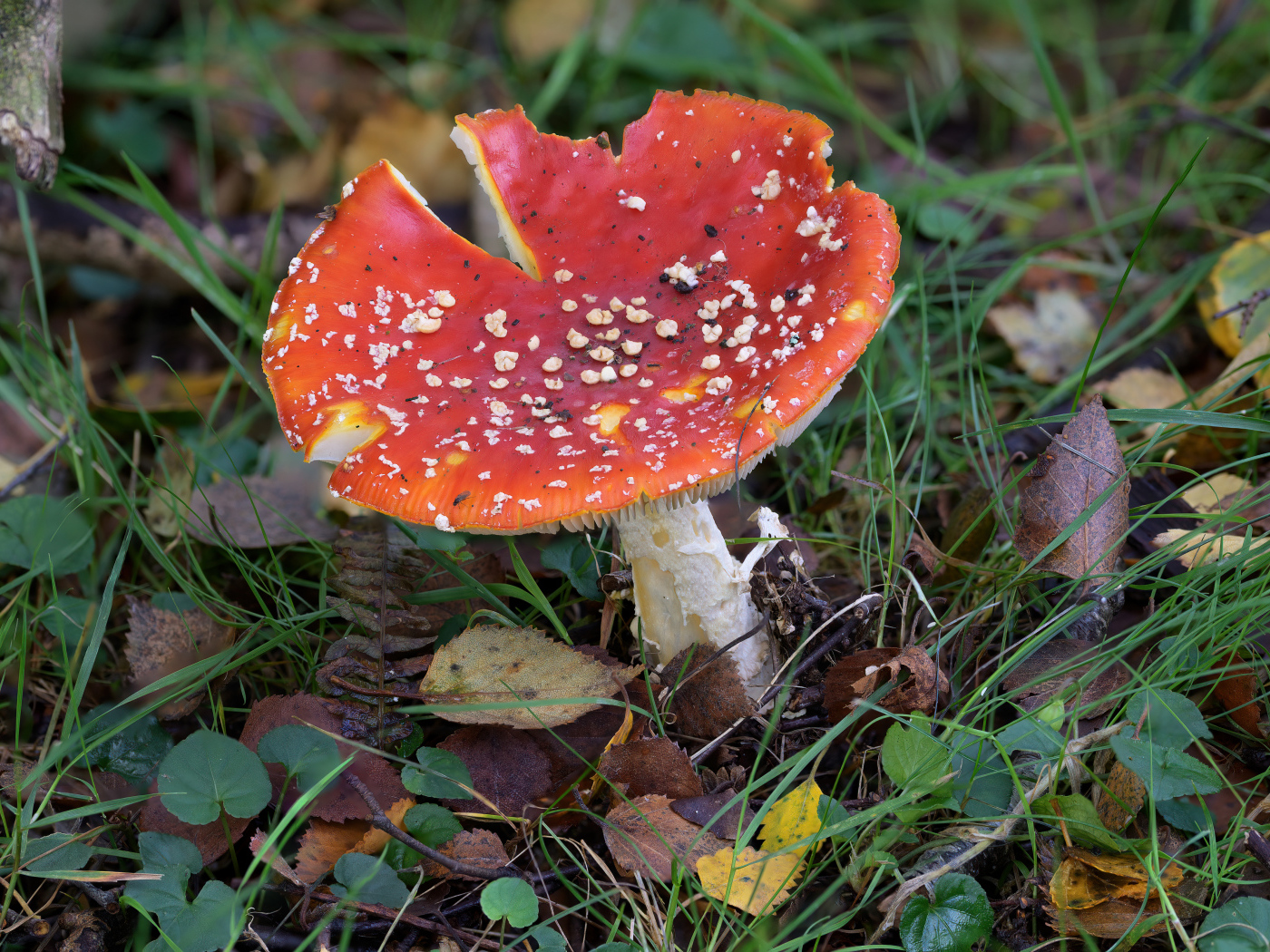 Красный мухомор на земле с опавшими листьями и травой