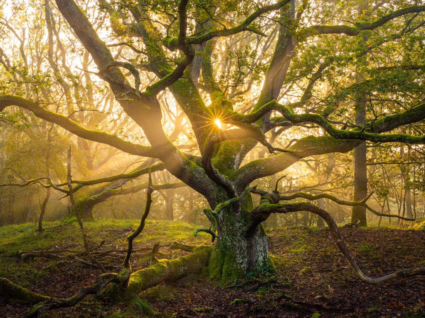 Большое старое дерево в лучах солнца 