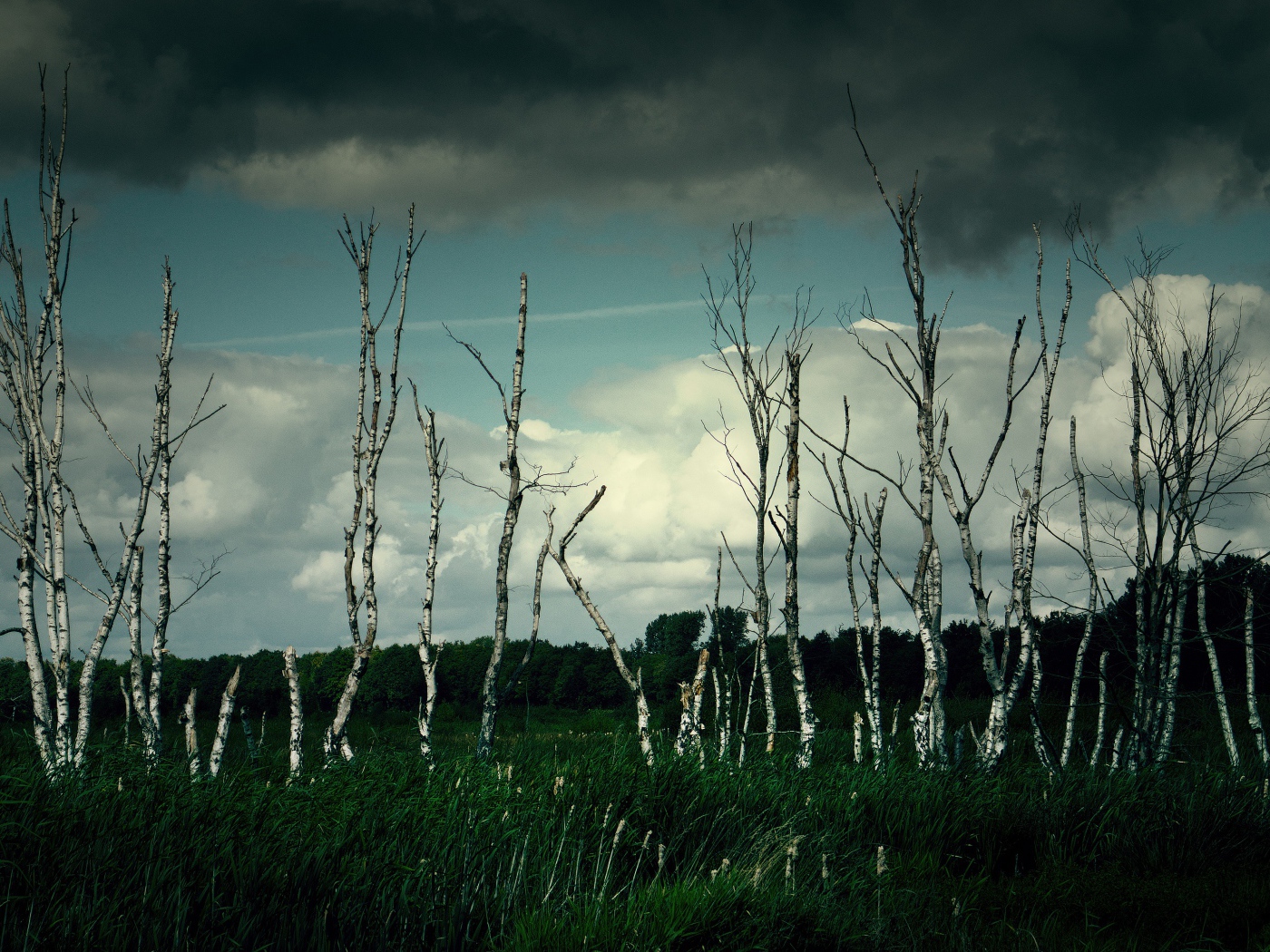 Тонкие березы под грозовым небом 