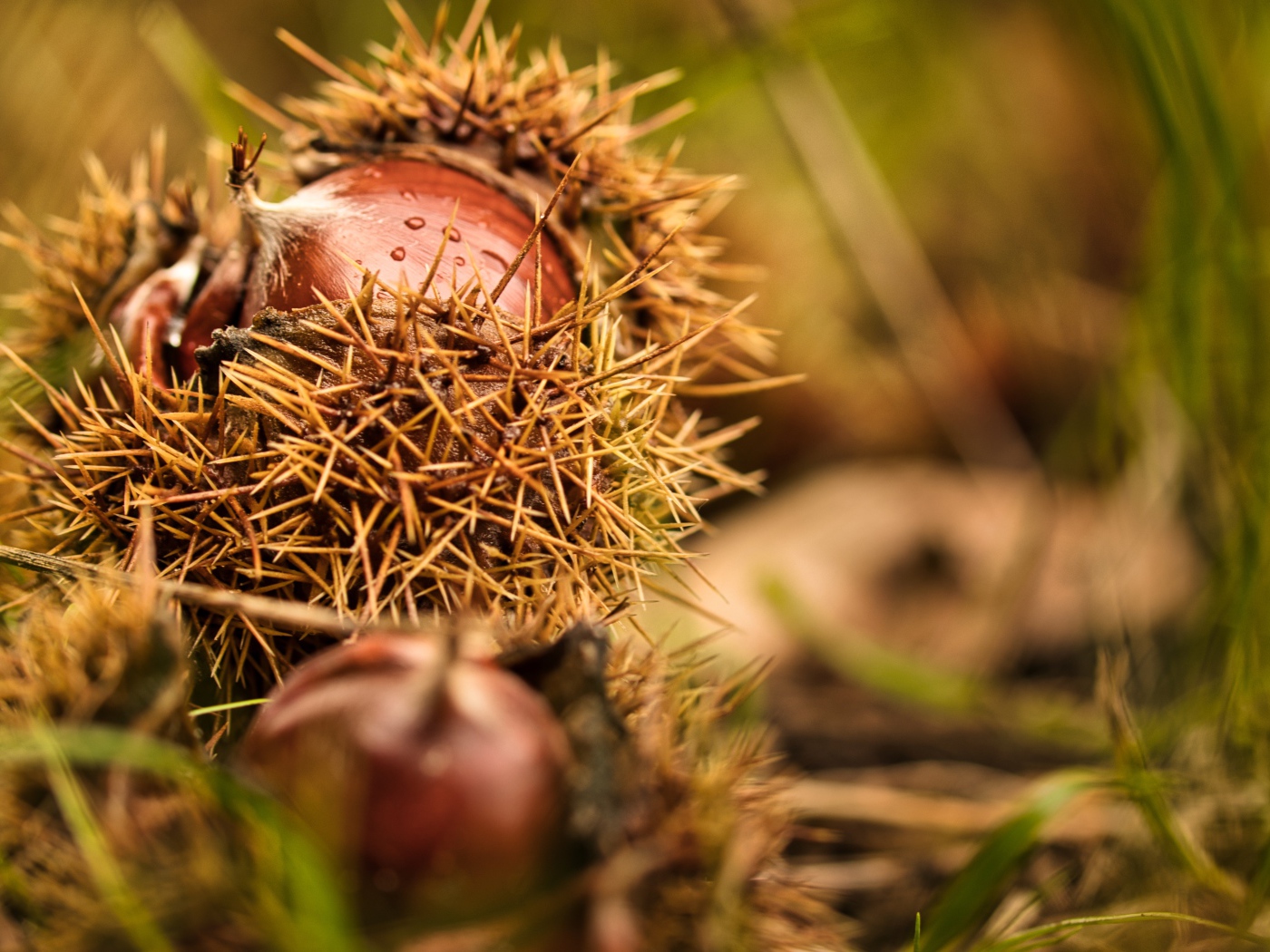 Колючие лесные орехи лежат на земле 