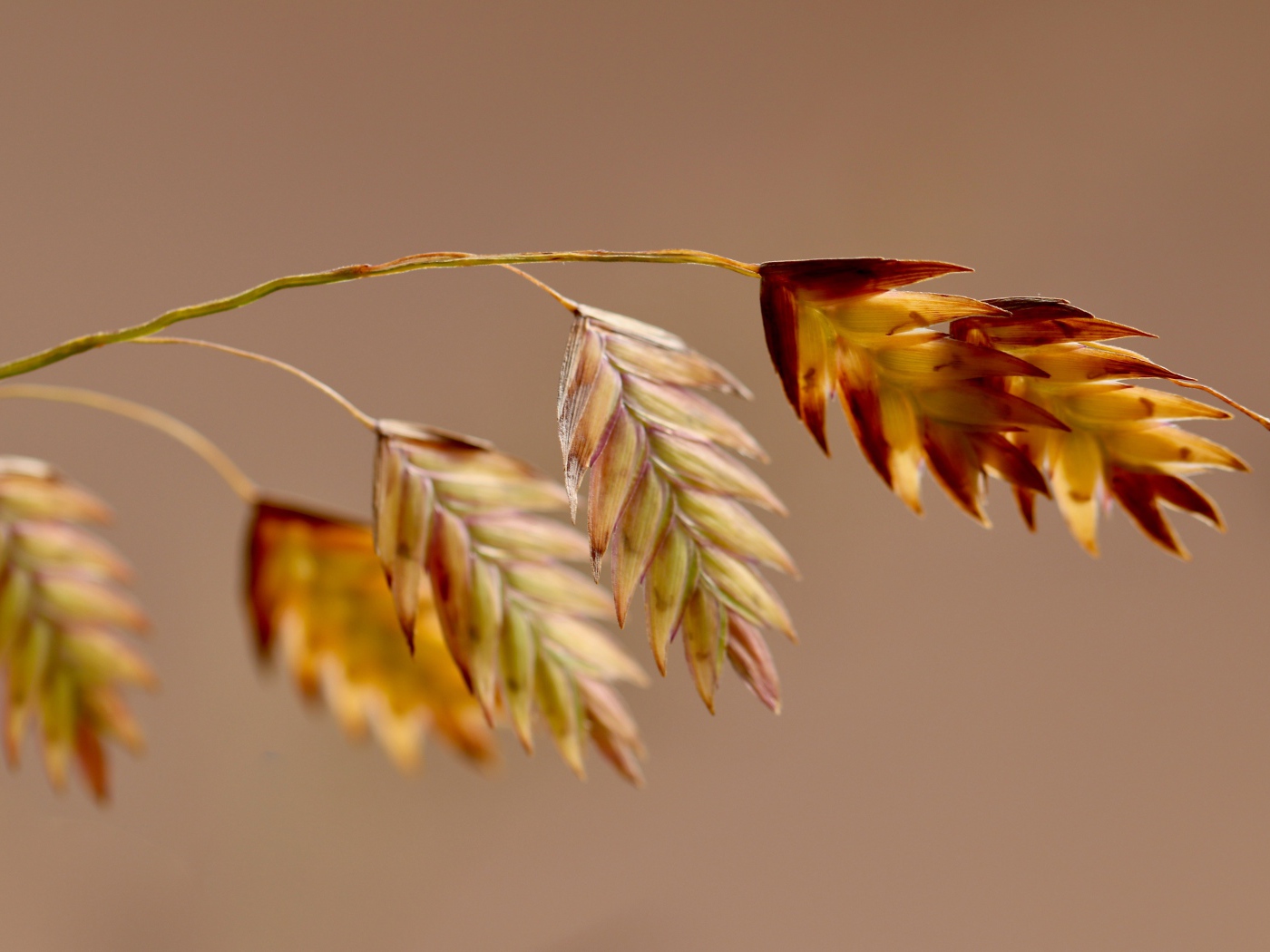 Молодой колосок на коричневом фоне