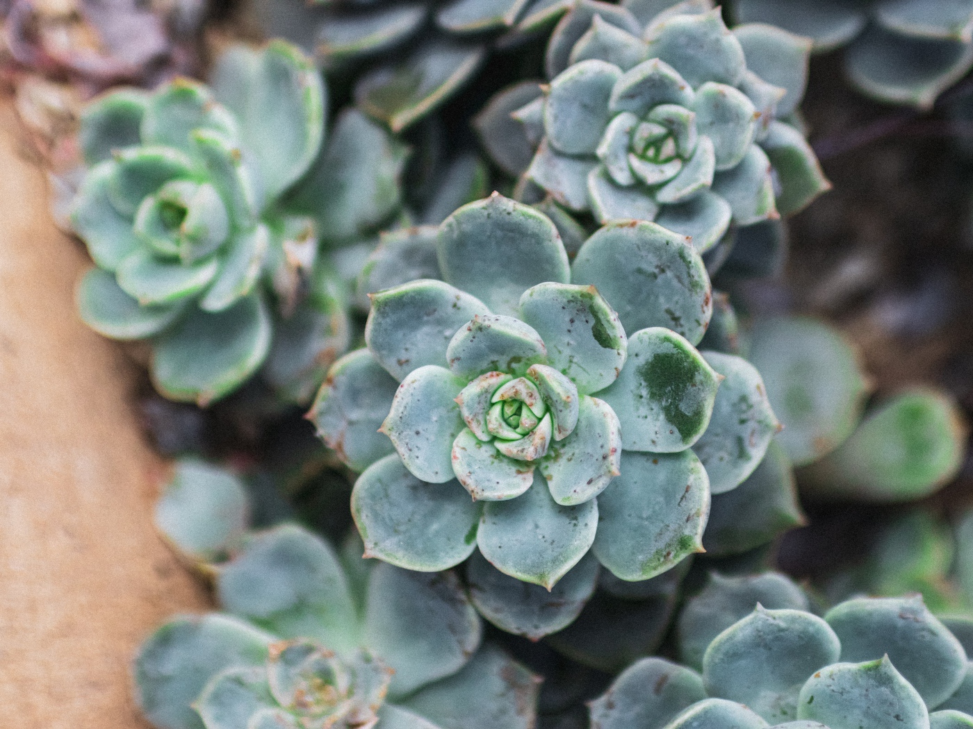 Зеленое растение молодило крупным планом