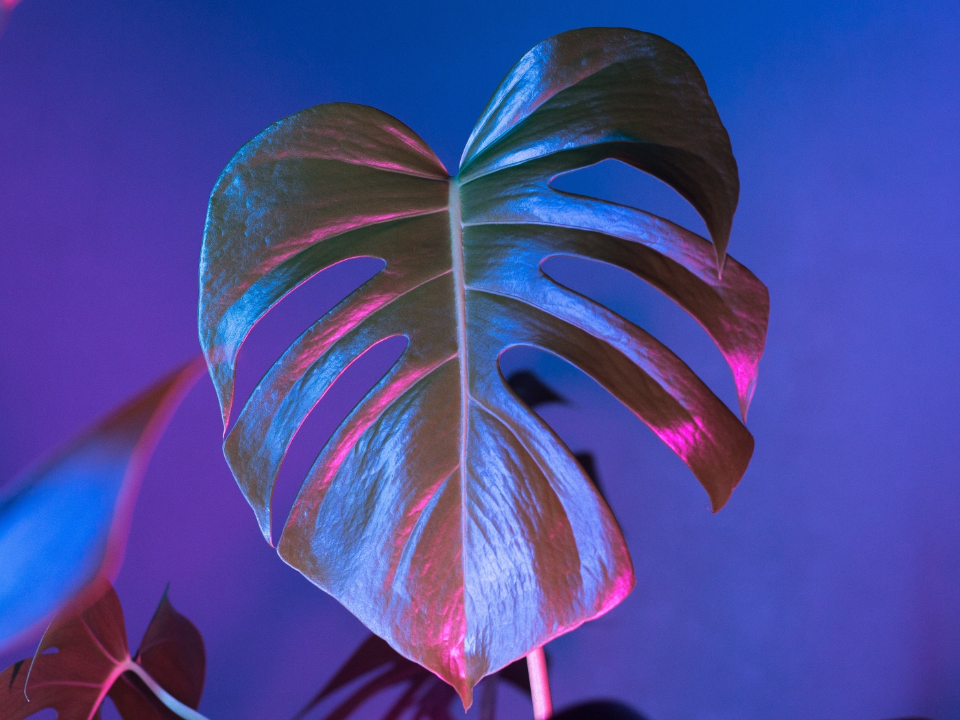 Большой зеленый лист на синем фоне